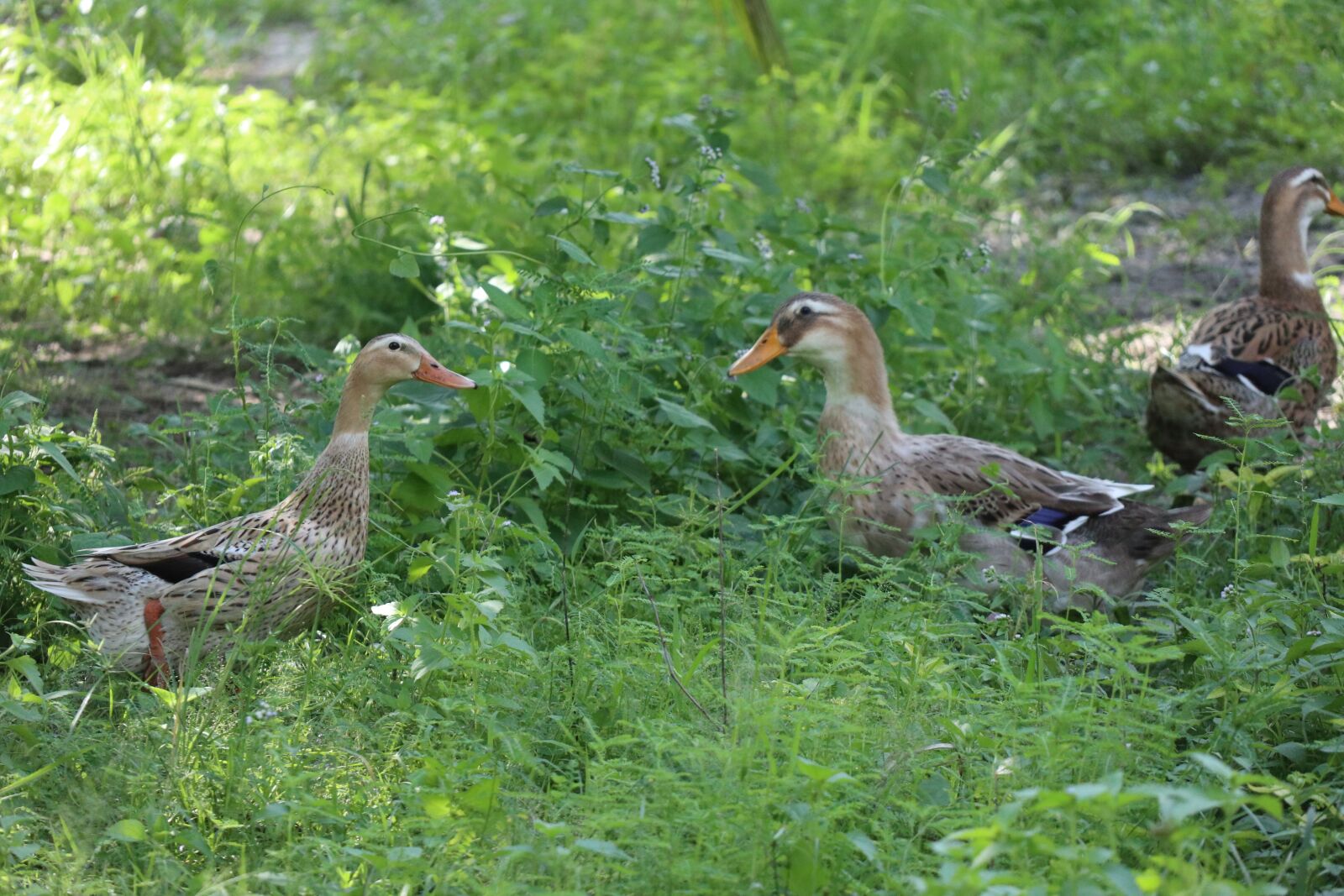 Canon EOS M6 sample photo. Two ducks talking, greenfield photography