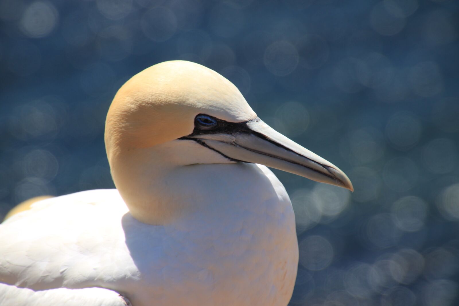 Canon EOS 500D (EOS Rebel T1i / EOS Kiss X3) sample photo. Northern gannet, seevogel, bird photography