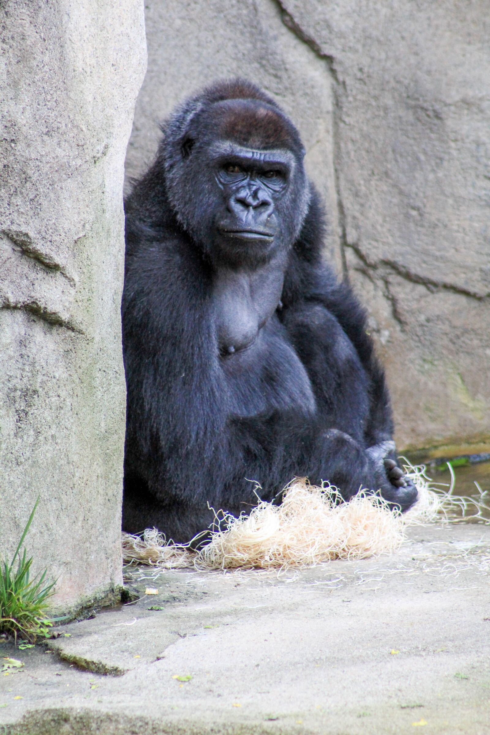 Canon EF 75-300mm f/4-5.6 USM sample photo. Gorilla, are, you photography