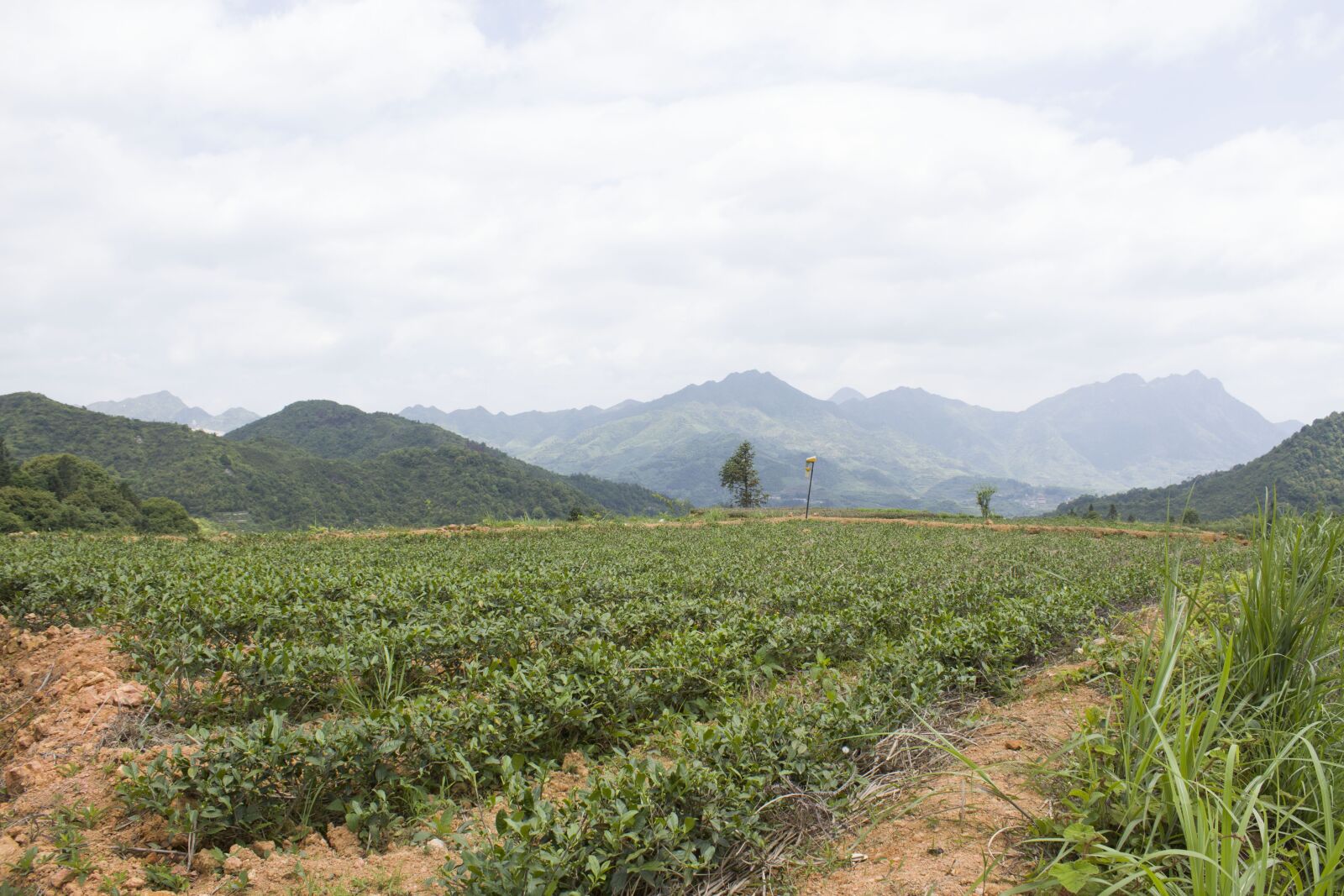 Canon EOS 650D (EOS Rebel T4i / EOS Kiss X6i) sample photo. Anxi tieguanyin tea, mountain photography