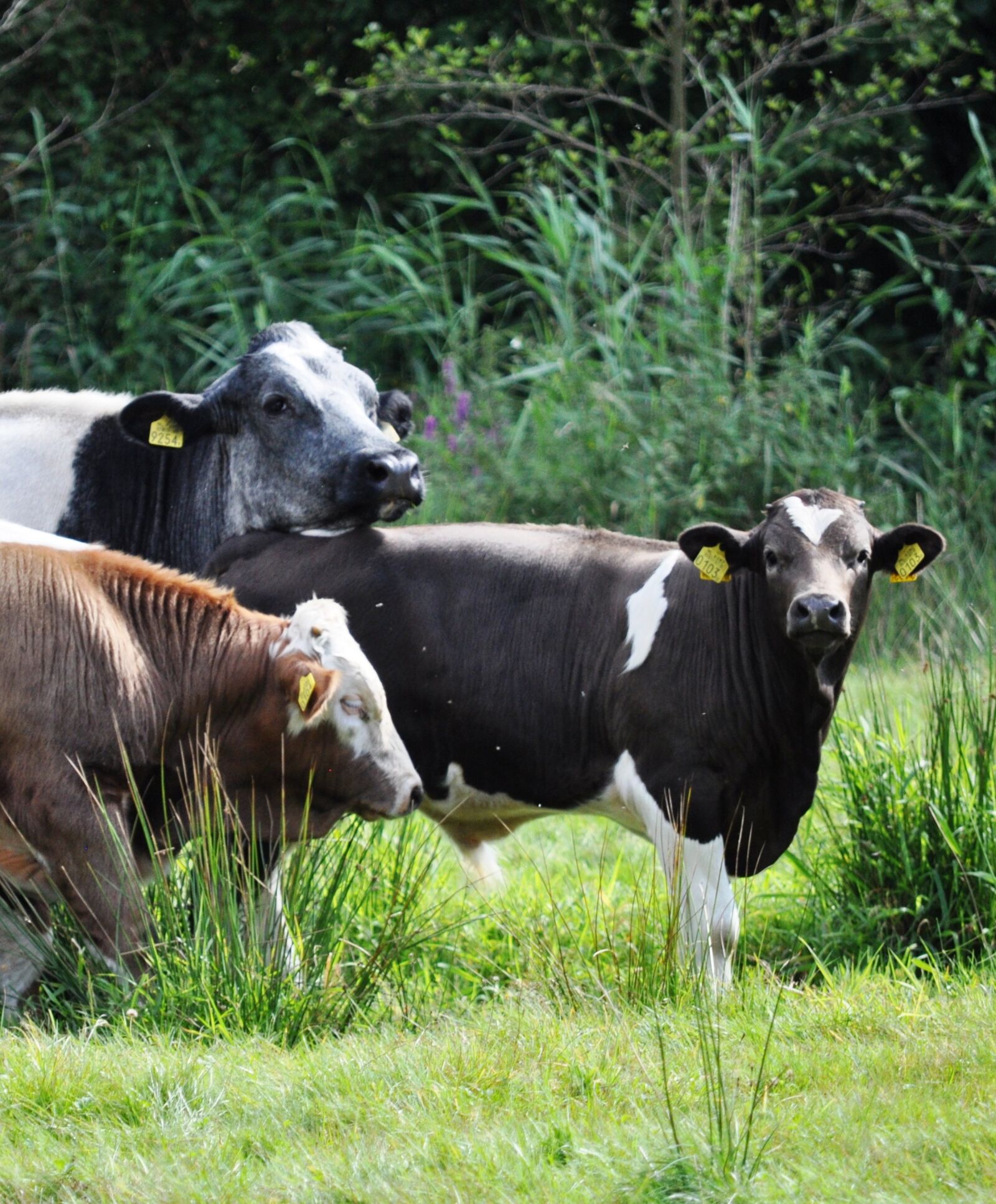 Nikon D5000 sample photo. Cows, nature, outdoor photography