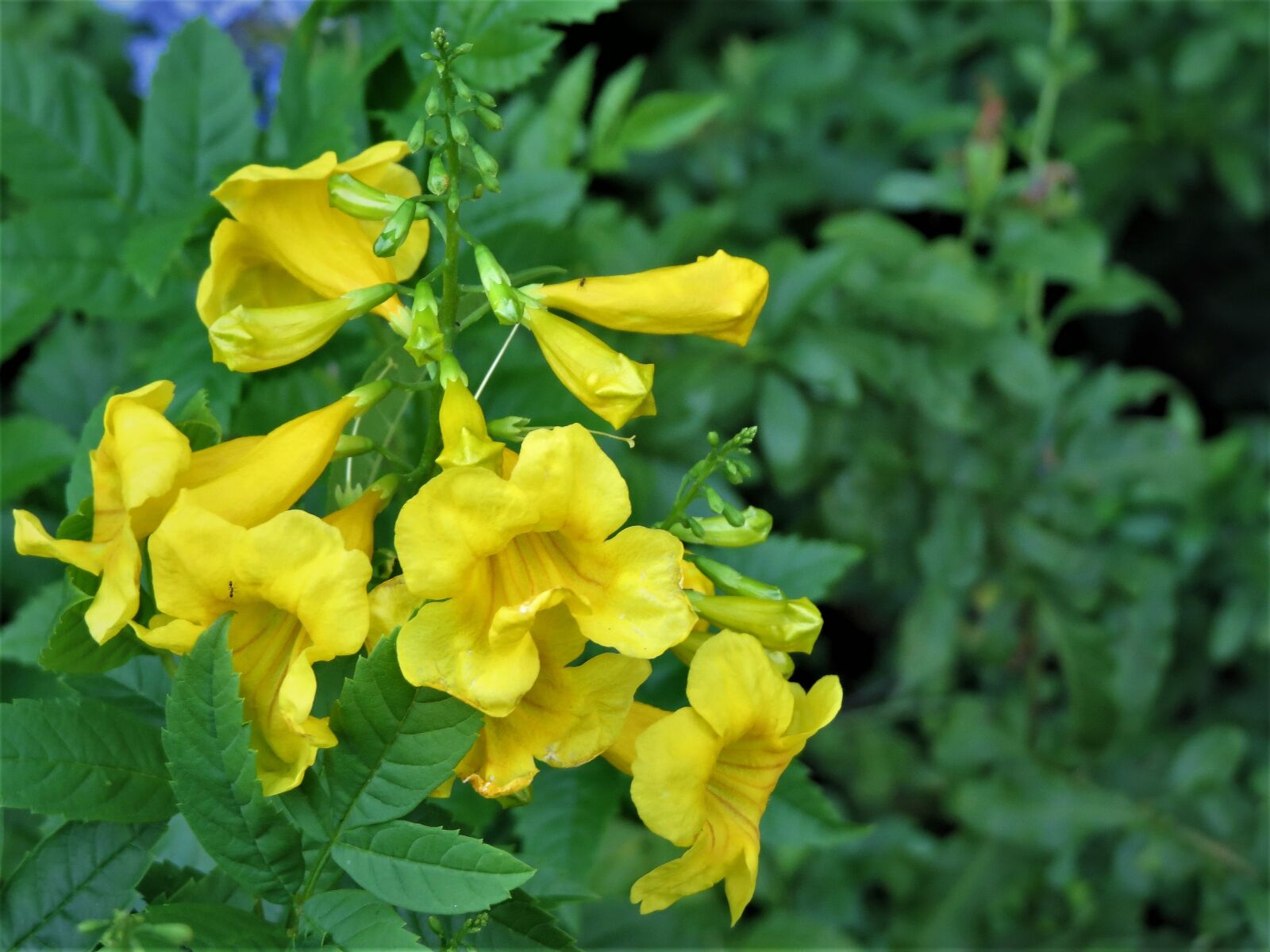 Canon PowerShot SX50 HS sample photo. Flowers, yellow, green photography