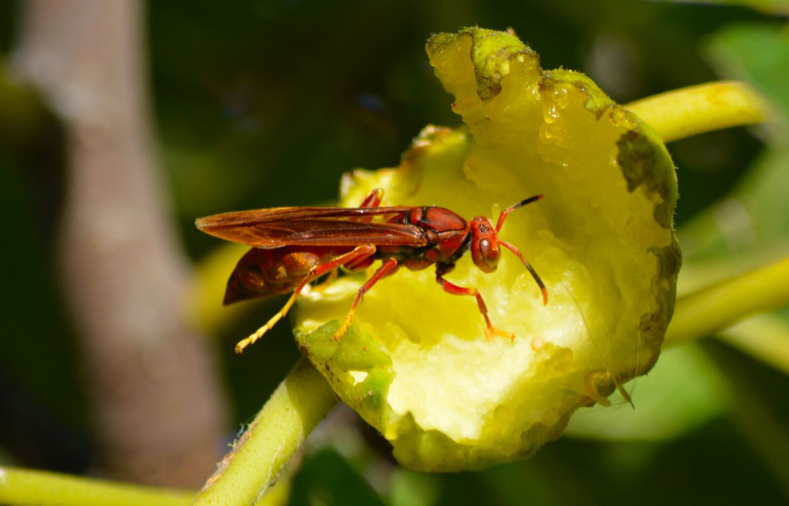 Nikon D5200 sample photo. Wasp, macro, nature photography