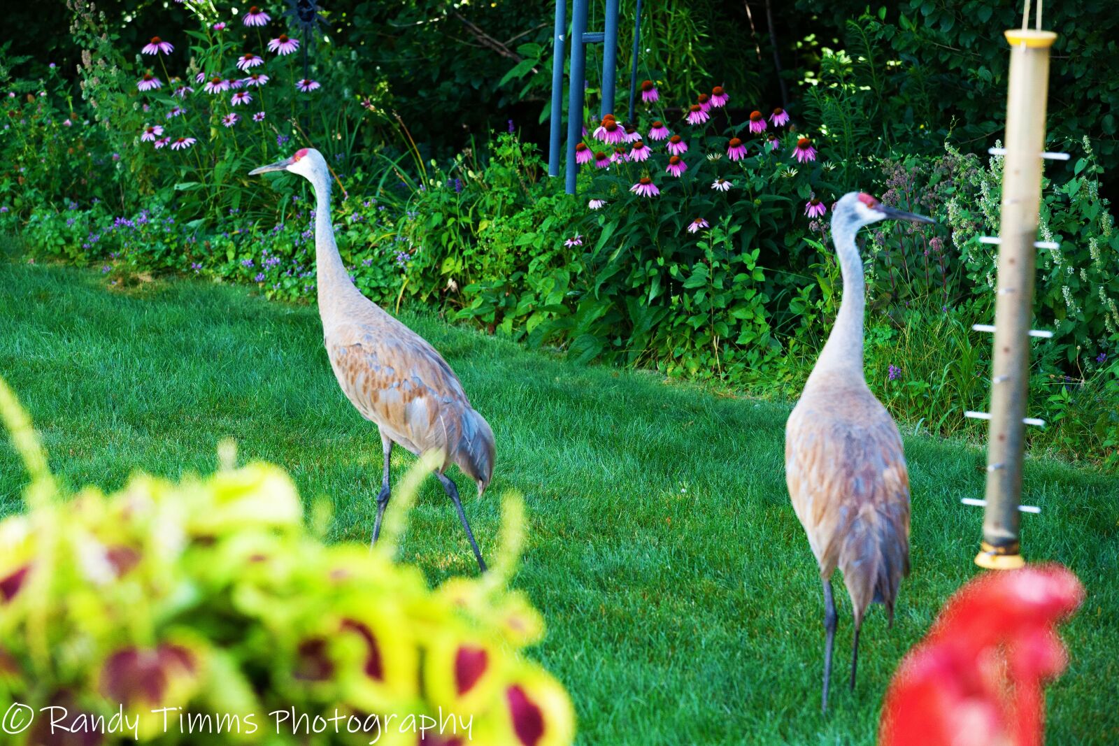 Canon EOS 5D sample photo. Sand hill cranes, backyard photography