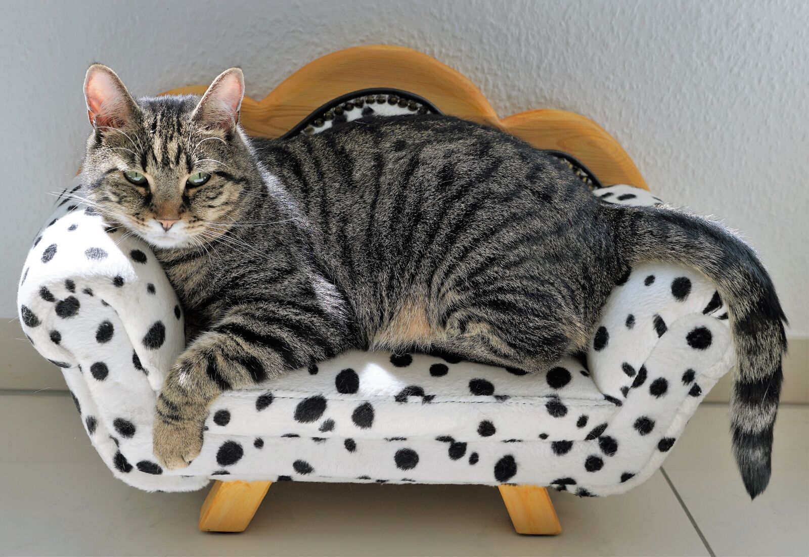 Sony ILCA-77M2 + Sony DT 16-50mm F2.8 SSM sample photo. Cat, tiger, sofa photography
