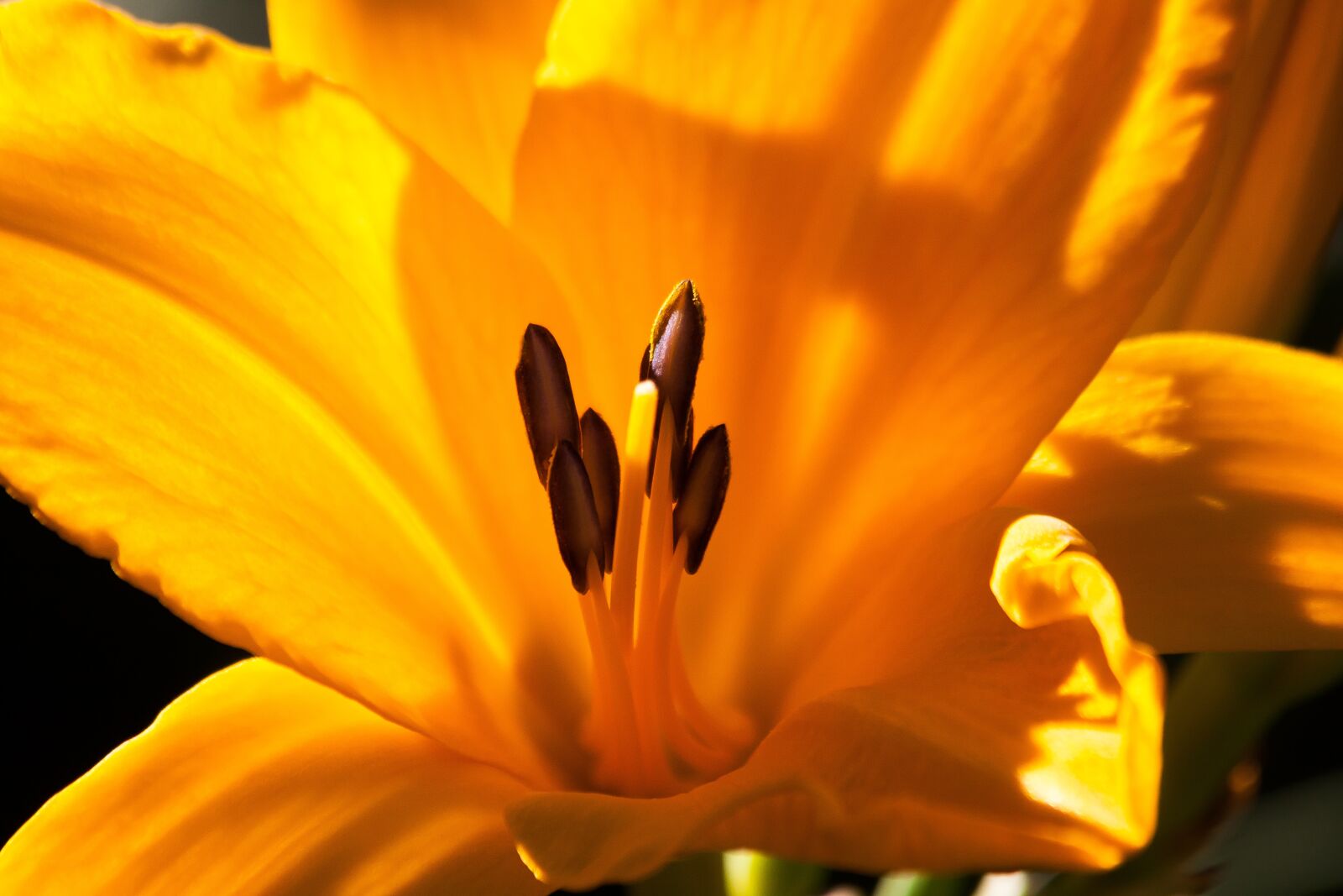 Canon EOS 50D sample photo. Daylily, hemerocallis, day lily photography