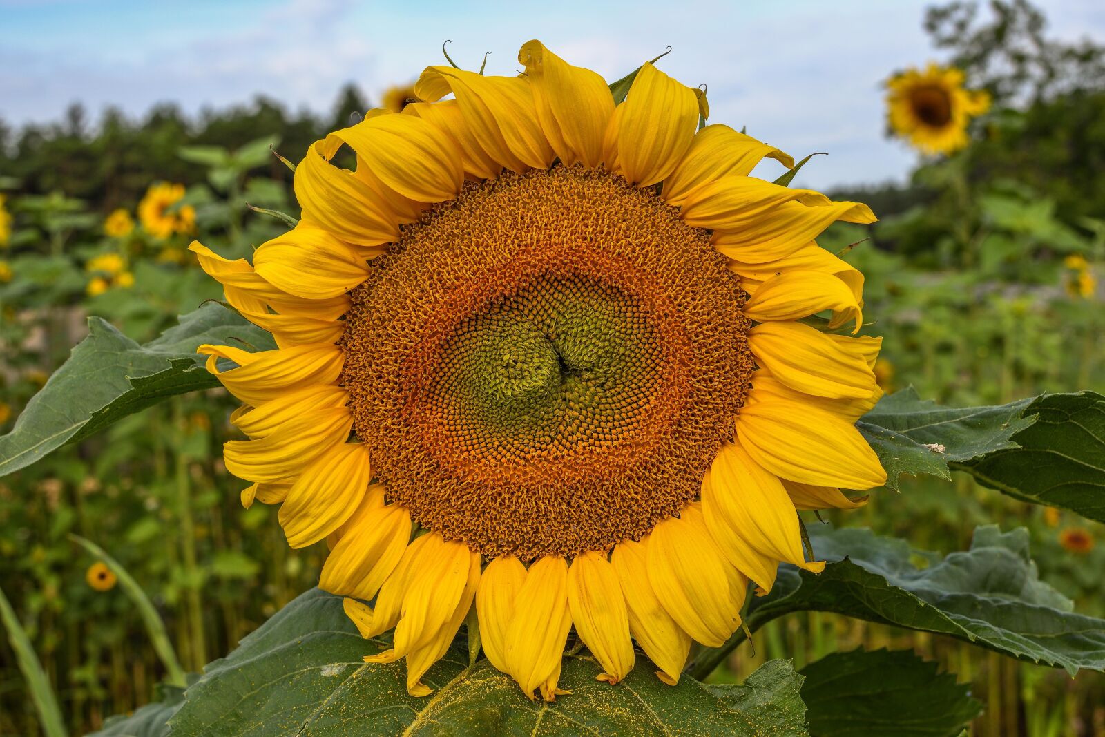 Nikon D7200 sample photo. Sunflower, flower, yellow photography