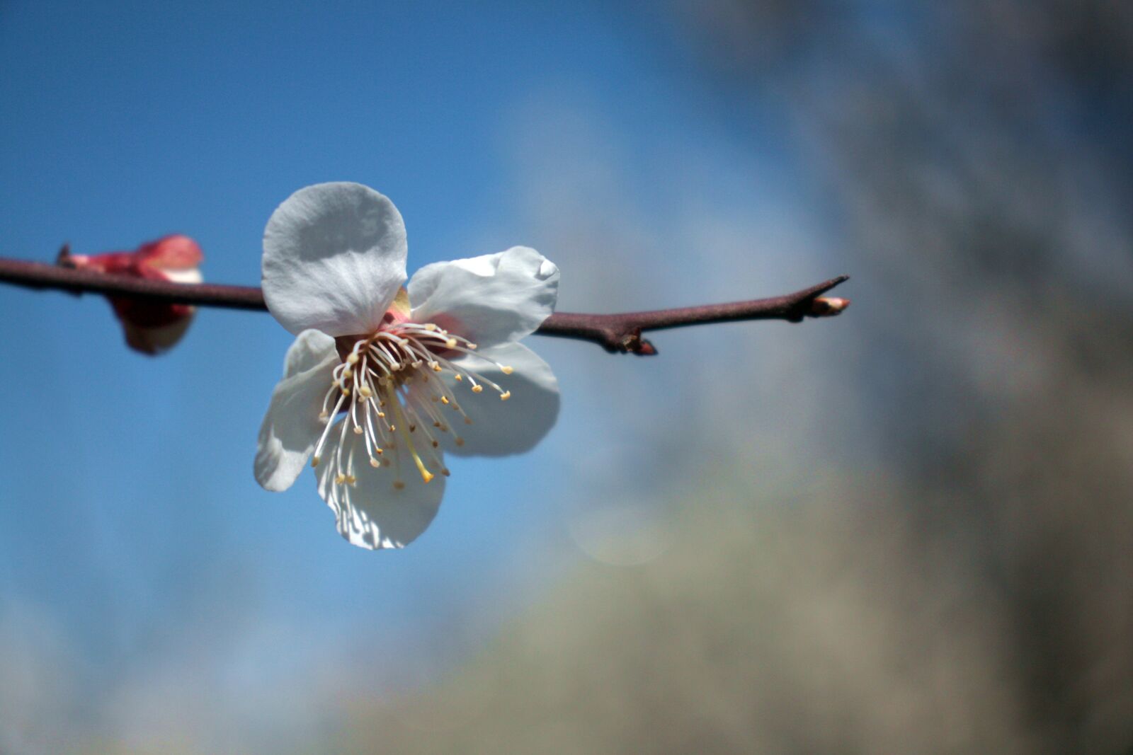 Canon EOS 450D (EOS Rebel XSi / EOS Kiss X2) sample photo. Cherry blossom, flower, flowers photography