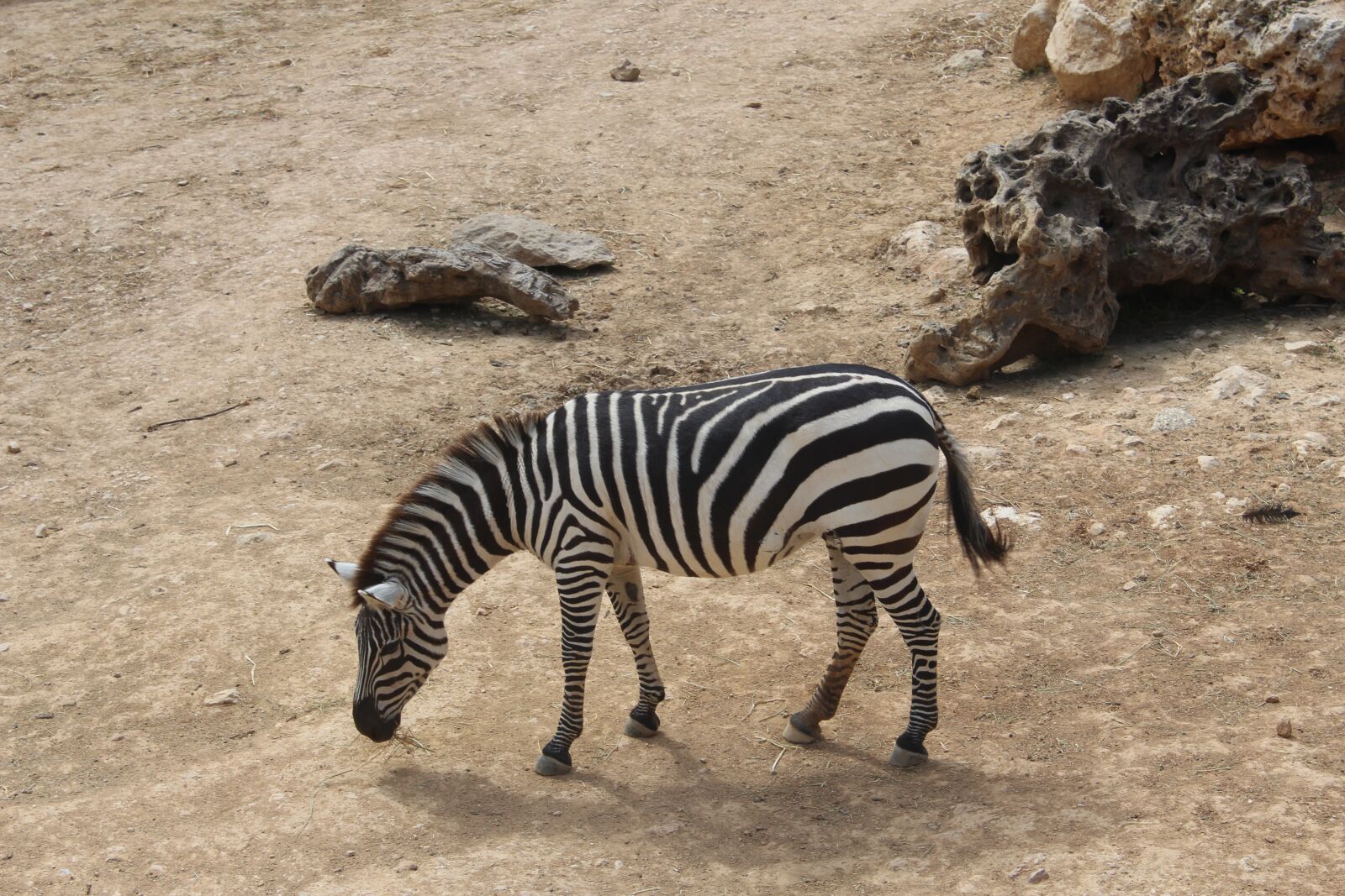 Canon EOS 1300D (EOS Rebel T6 / EOS Kiss X80) sample photo. Zebra, the biblical zoo photography