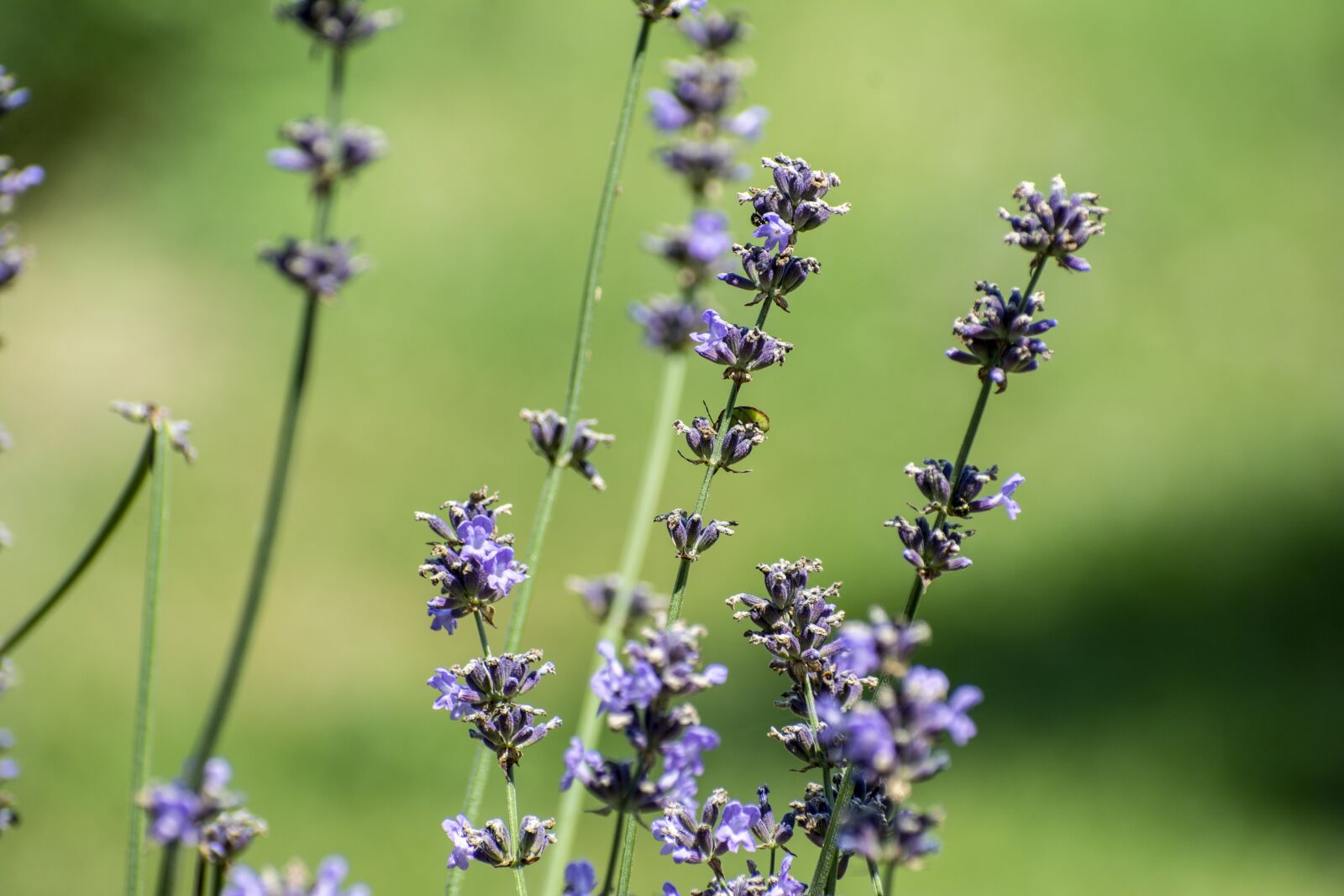 Nikon D7100 sample photo. Lavender, nature, purple photography