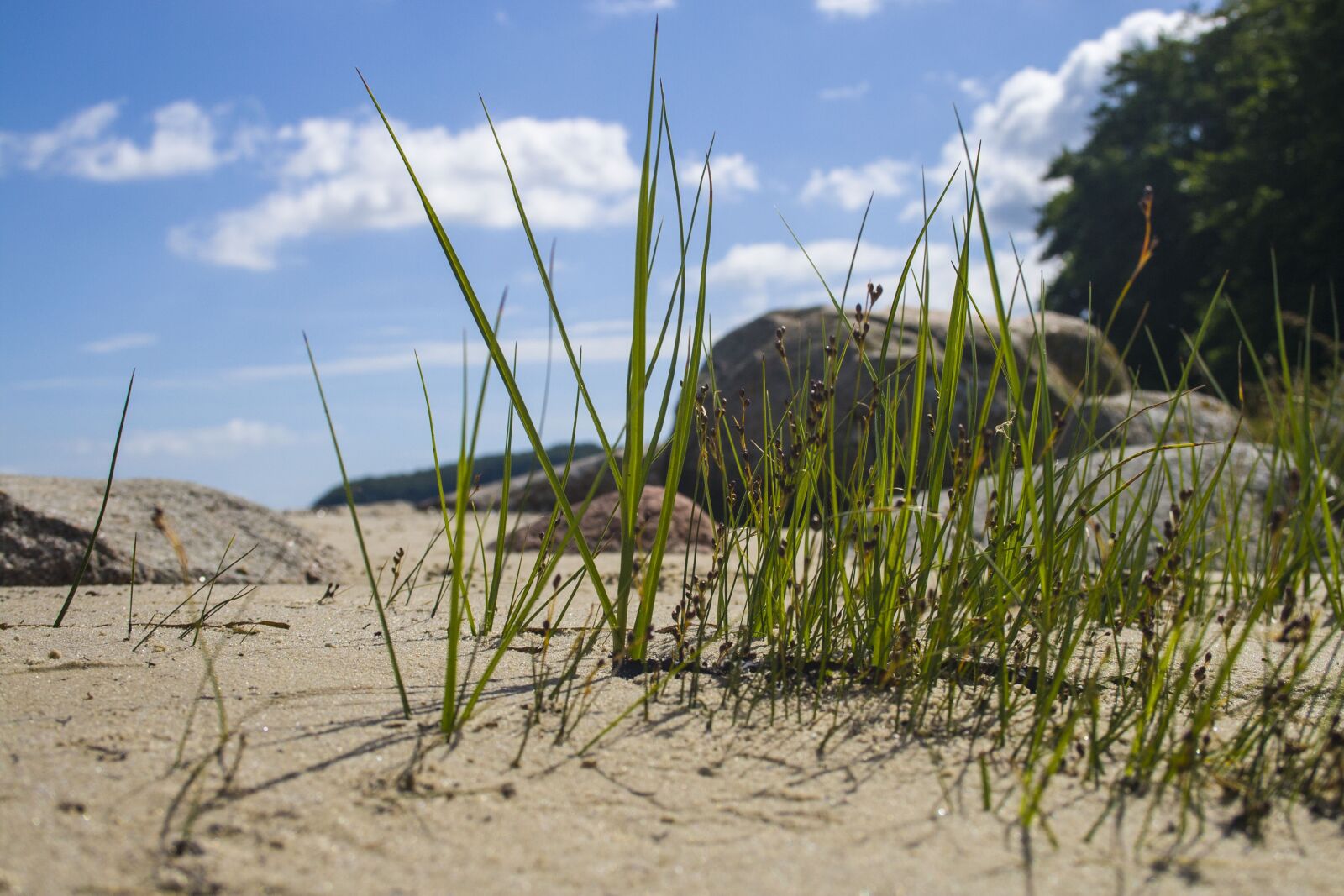 Canon EF-S 18-55mm F3.5-5.6 II sample photo. Nature, sand, beach photography