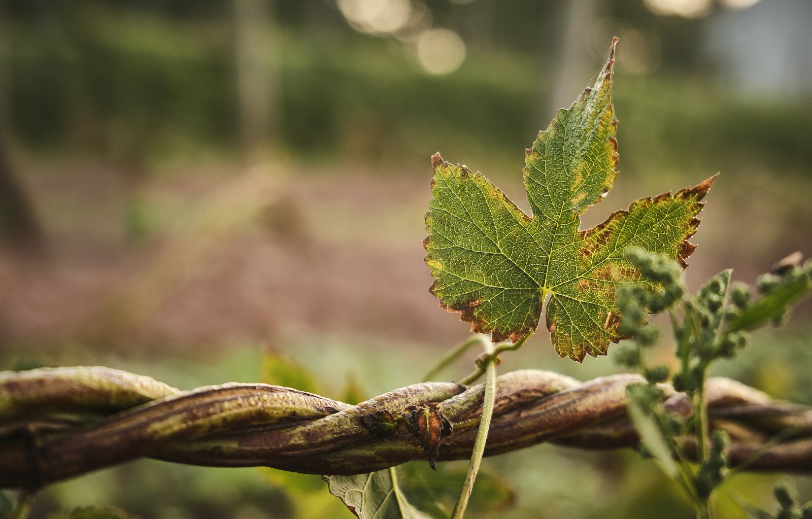 Fujifilm XF 18-55mm F2.8-4 R LM OIS sample photo. Hops, leaf, beer photography