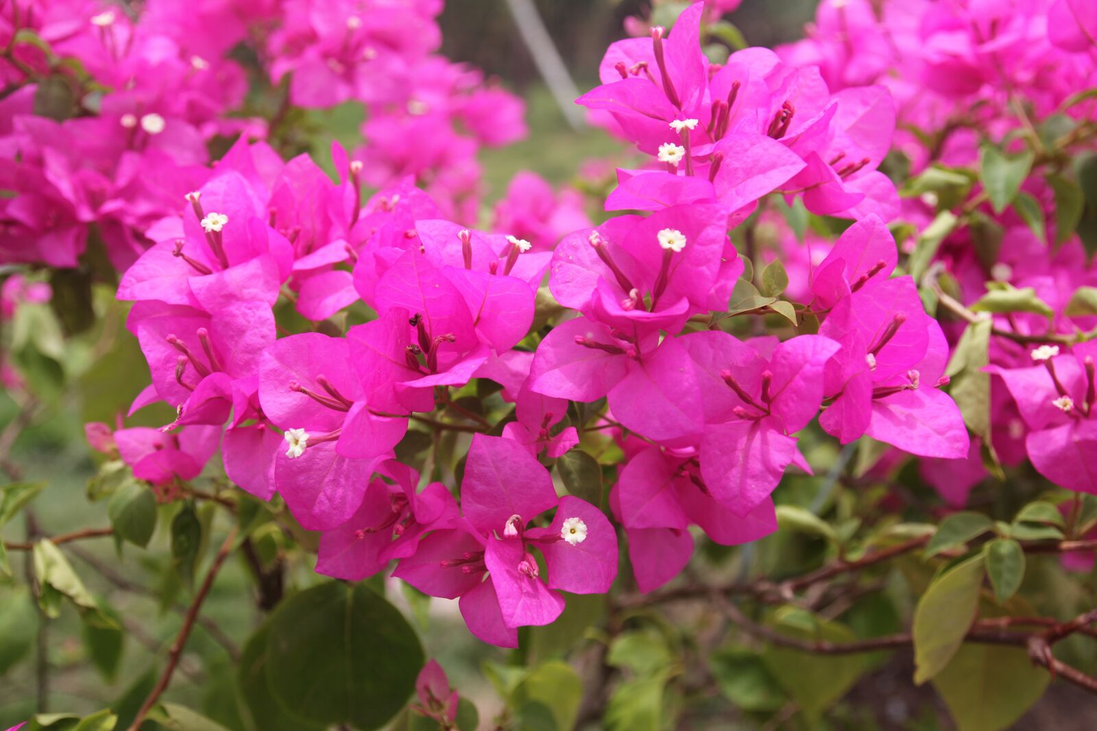Canon EOS 60D sample photo. Beam, flower, paper photography