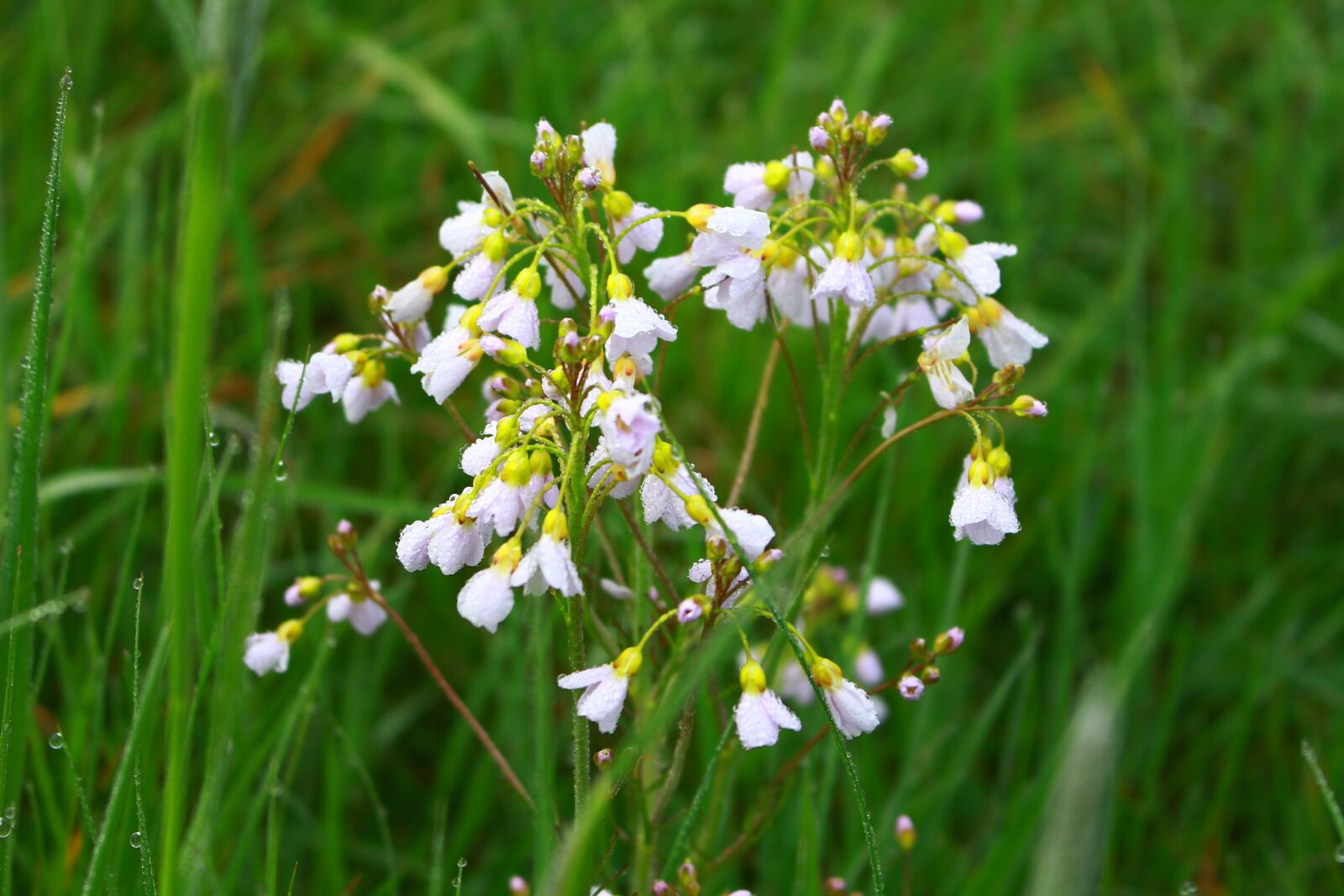 Canon EOS 700D (EOS Rebel T5i / EOS Kiss X7i) sample photo. Field flower, morgentau, meadow photography