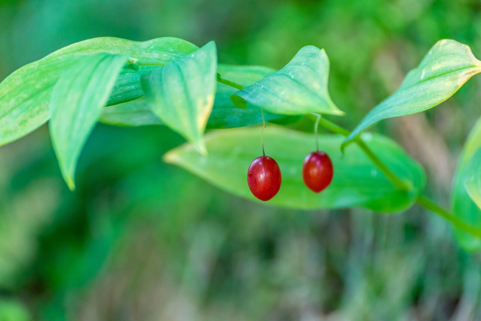 Tamron SP 70-300mm F4-5.6 Di VC USD sample photo. Wild cherries, red, nature photography