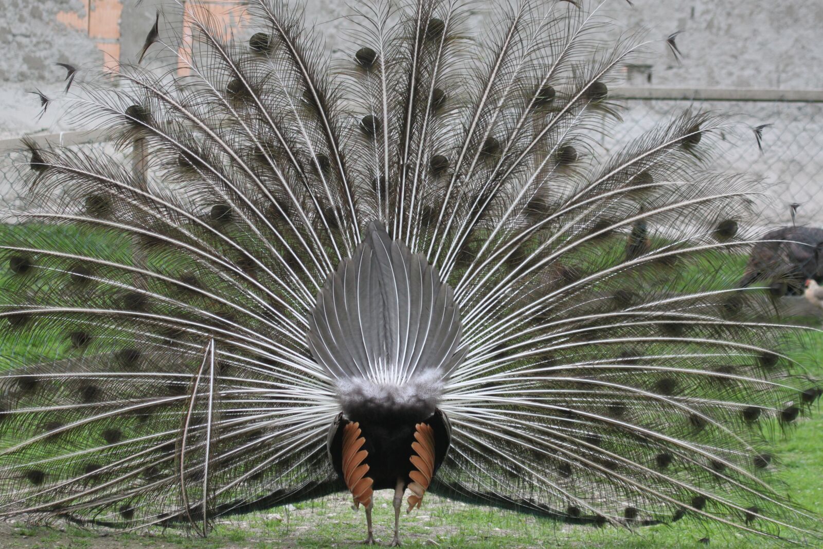 Canon EOS 500D (EOS Rebel T1i / EOS Kiss X3) sample photo. Peacock, wheel, spread photography