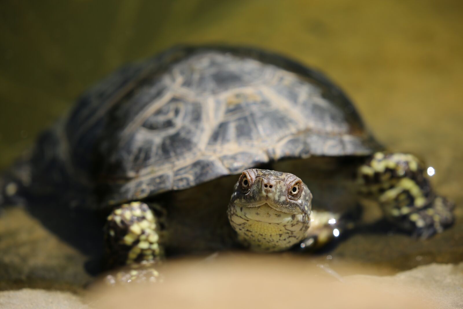 Canon EOS 5D Mark III sample photo. Animal, close-up, macro photography