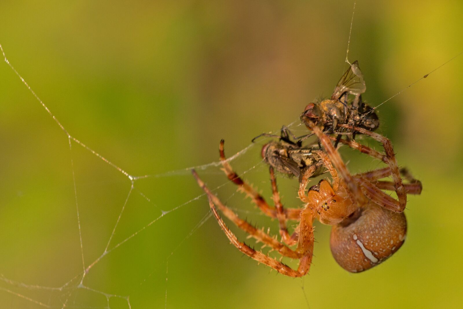 Canon EF-S 55-250mm F4-5.6 IS II sample photo. Araneus, spider, spider with photography