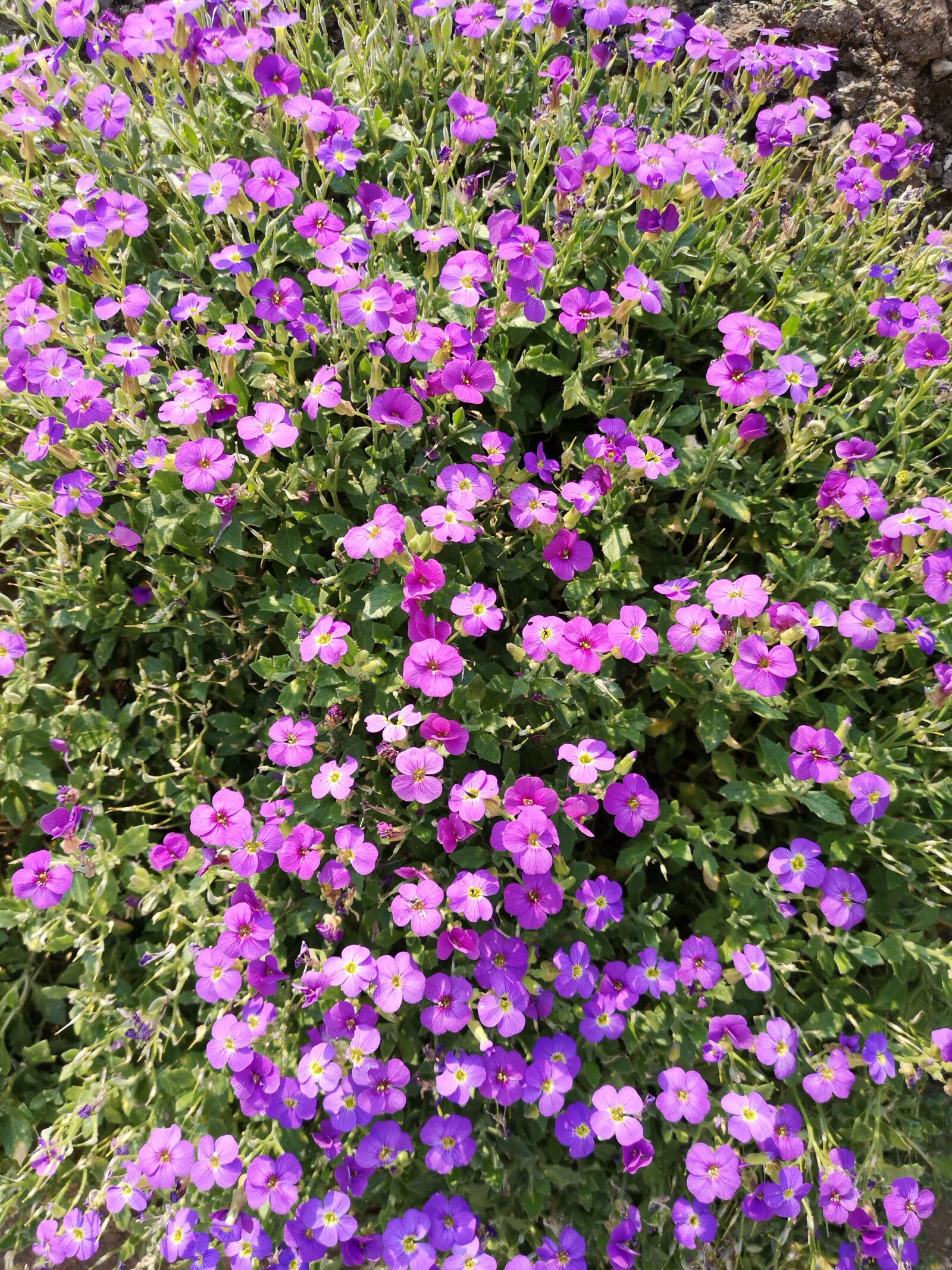 HUAWEI CLT-L29 sample photo. Flower, garden, plant photography