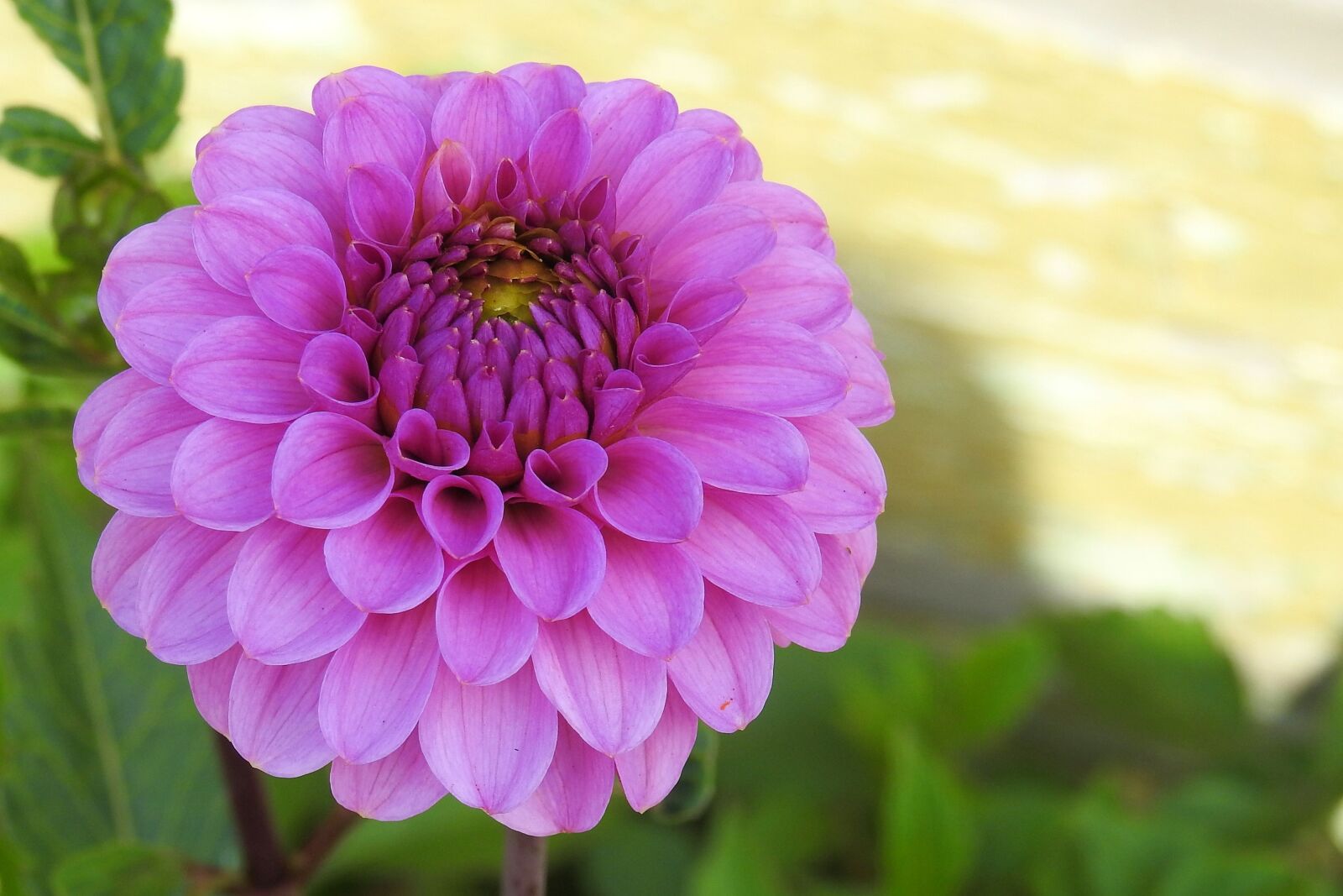 Nikon Coolpix P900 sample photo. Dahlia, dahlia garden, blossom photography