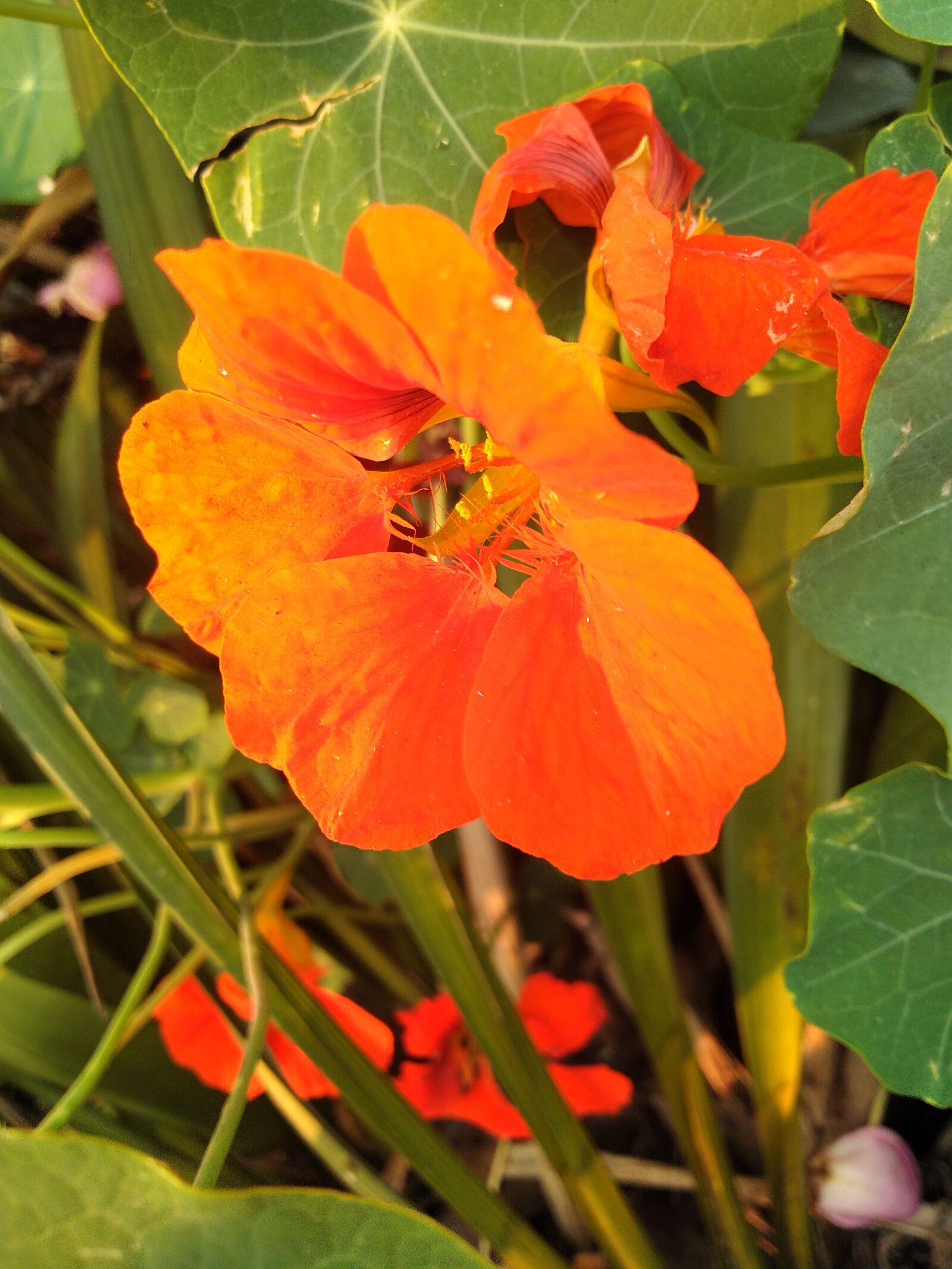 OPPO Realme C1 sample photo. Flower, sunny, pm photography
