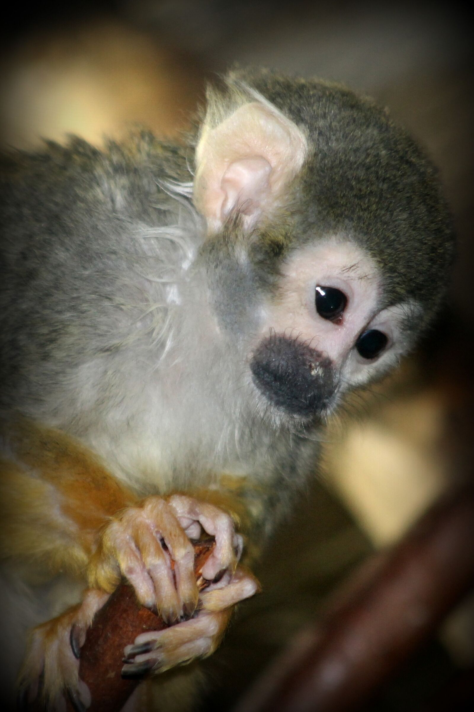 Canon EF 75-300mm f/4-5.6 sample photo. Monkey, zoo, animal photography