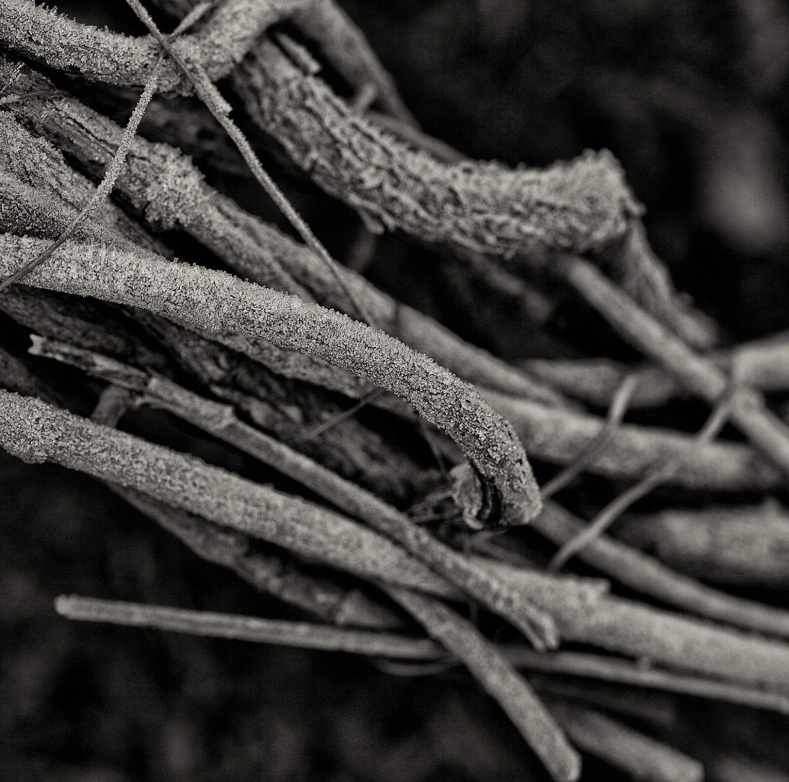 Canon EOS 5D Mark II sample photo. Branches, tree, cold photography