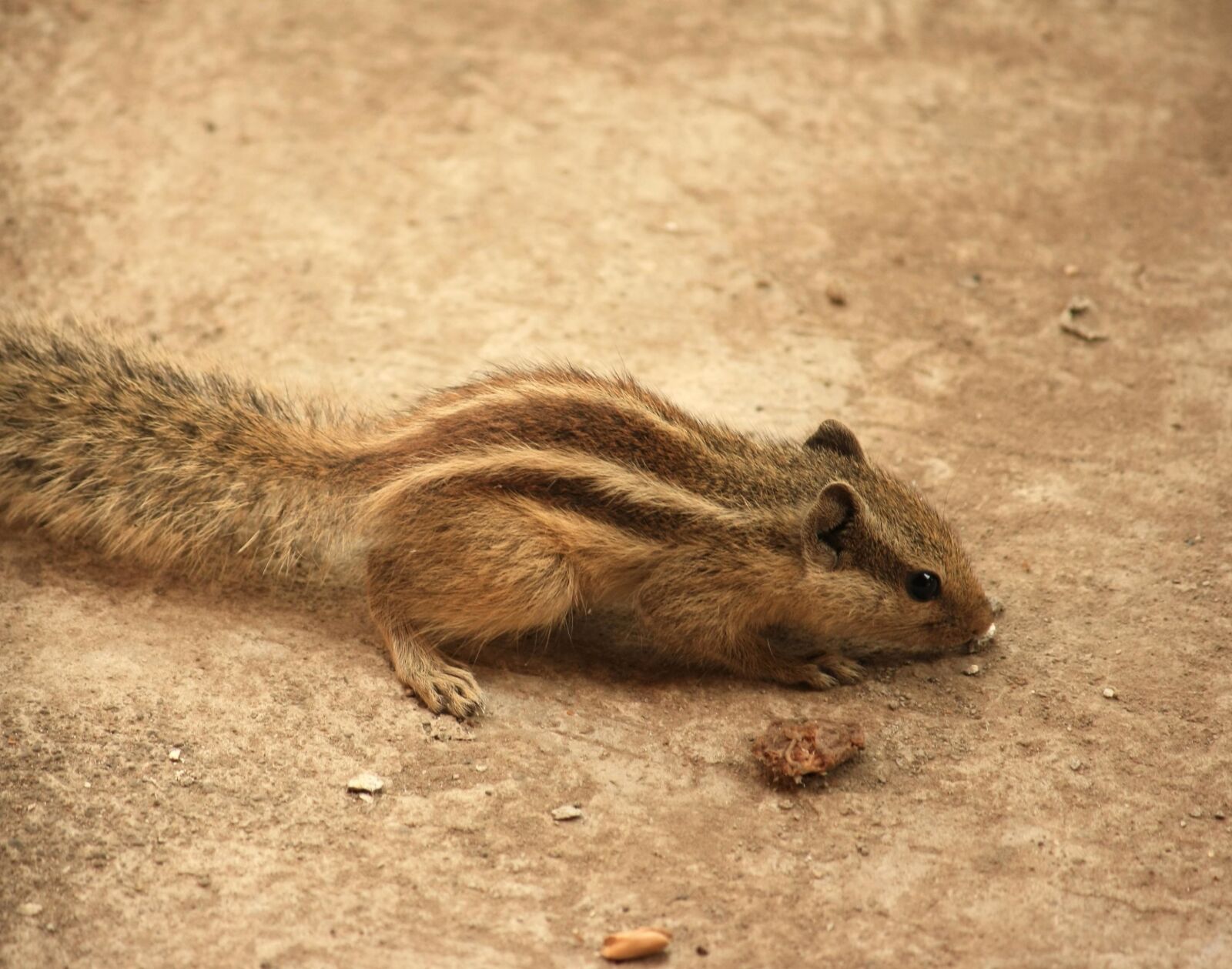 Canon EOS 1000D (EOS Digital Rebel XS / EOS Kiss F) sample photo. Squirrel, rodent, animal, cute photography