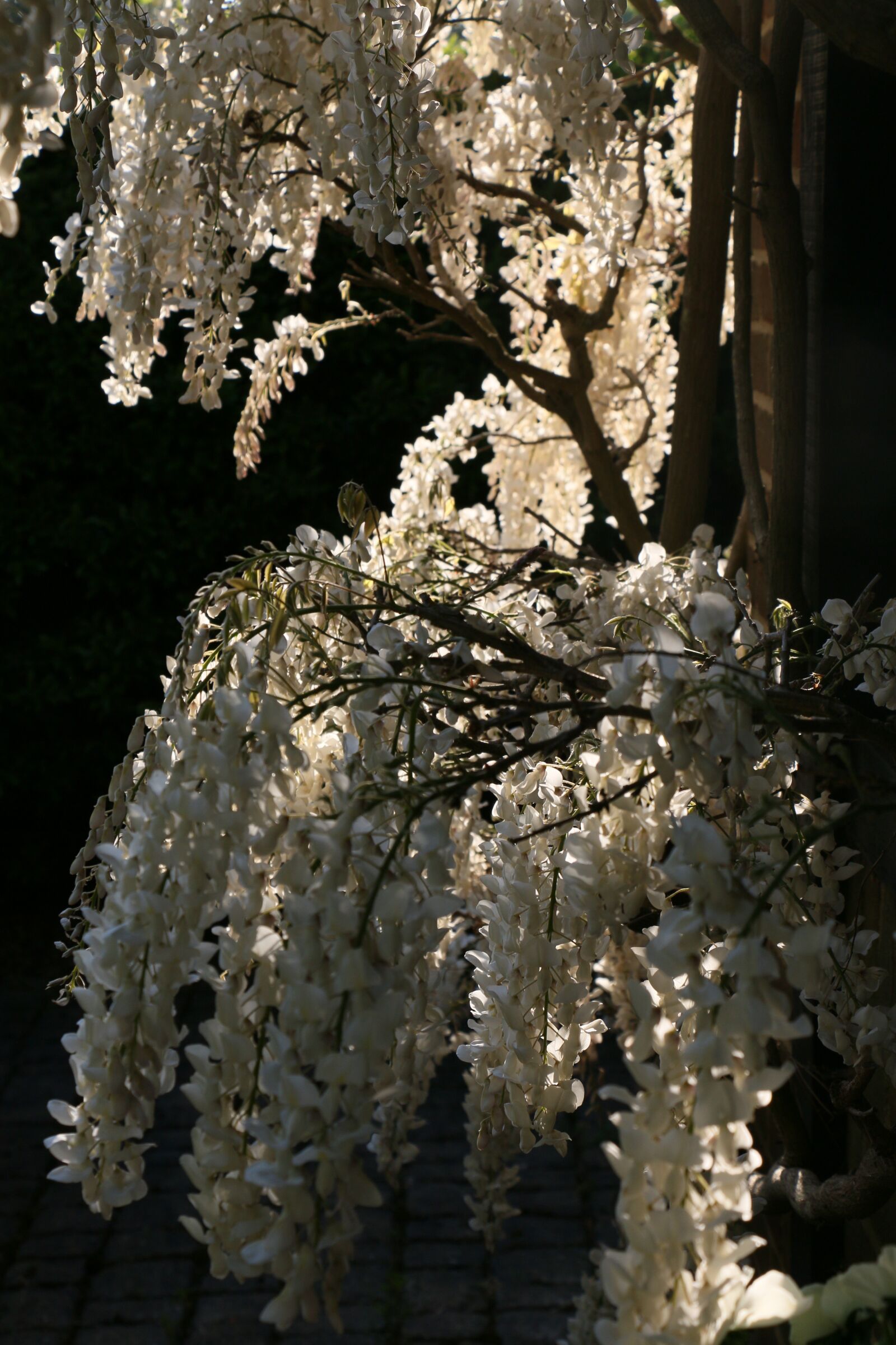 Canon EOS 70D sample photo. Wisteria, white, spring photography