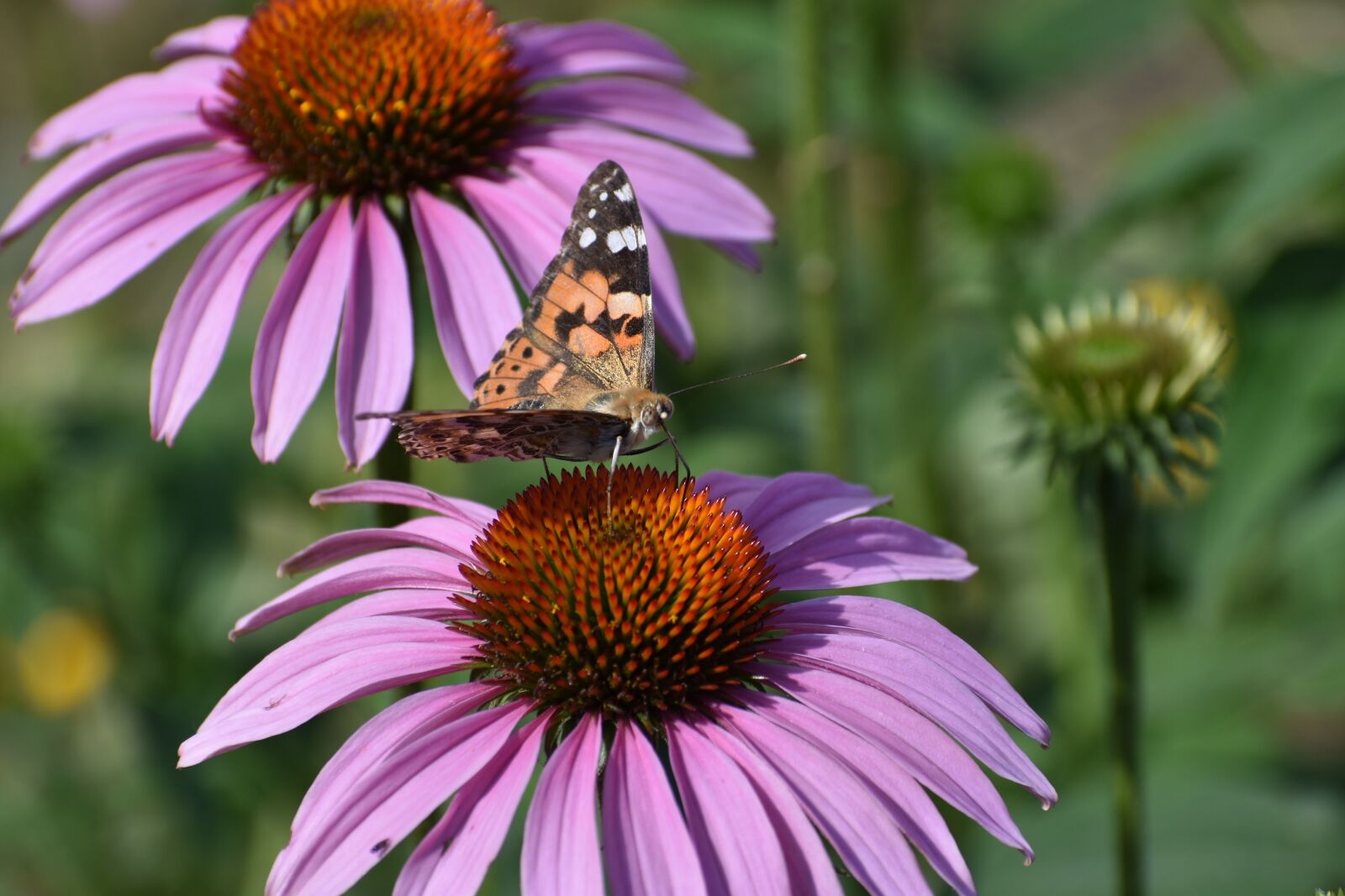 Nikon D3400 sample photo. Flower, echinacea, butterfly photography