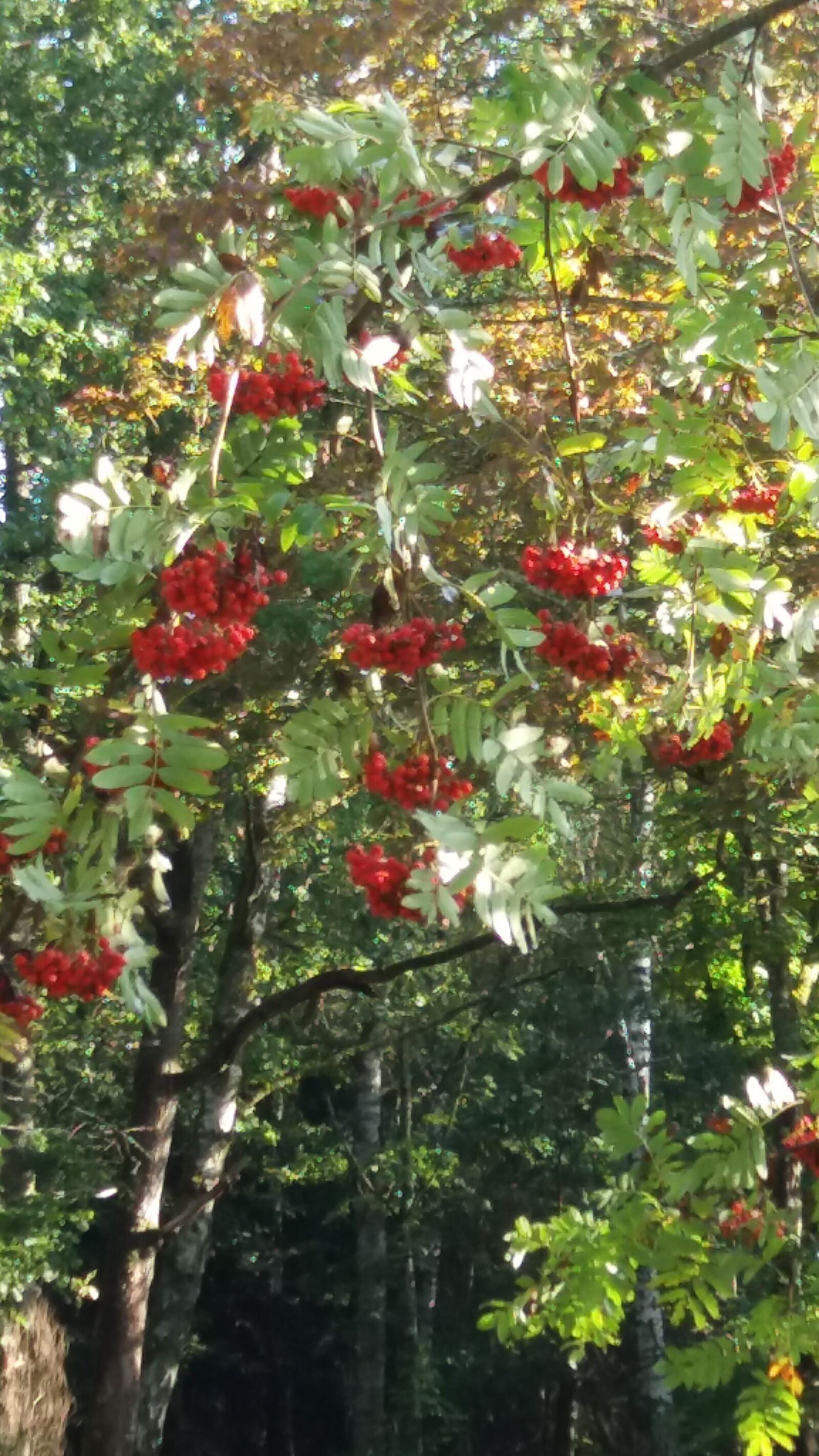 Samsung SM-J500FN sample photo. Rowan berries, autumn, red photography