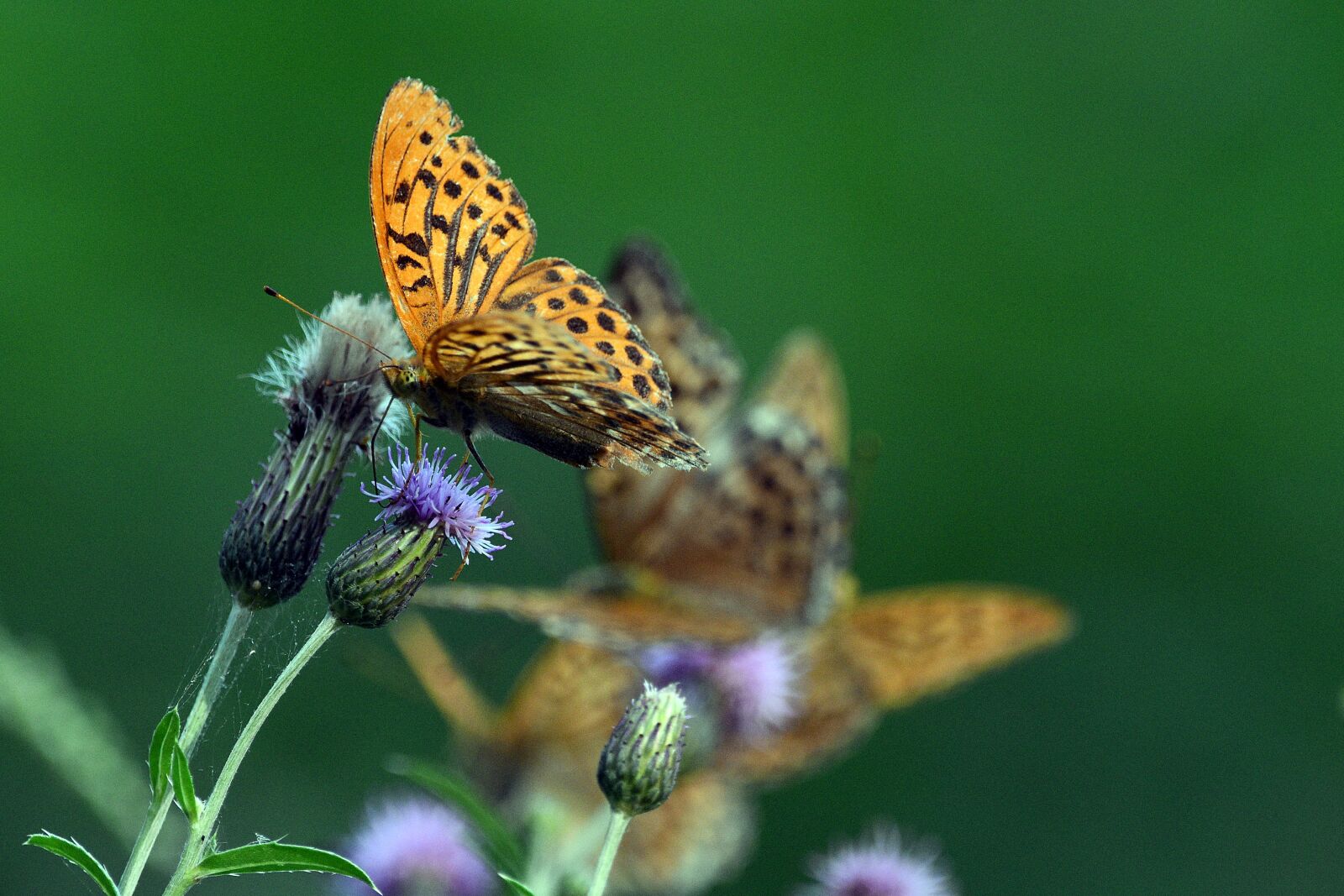 Nikon D3400 sample photo. Butterfly, butterflies, summer photography