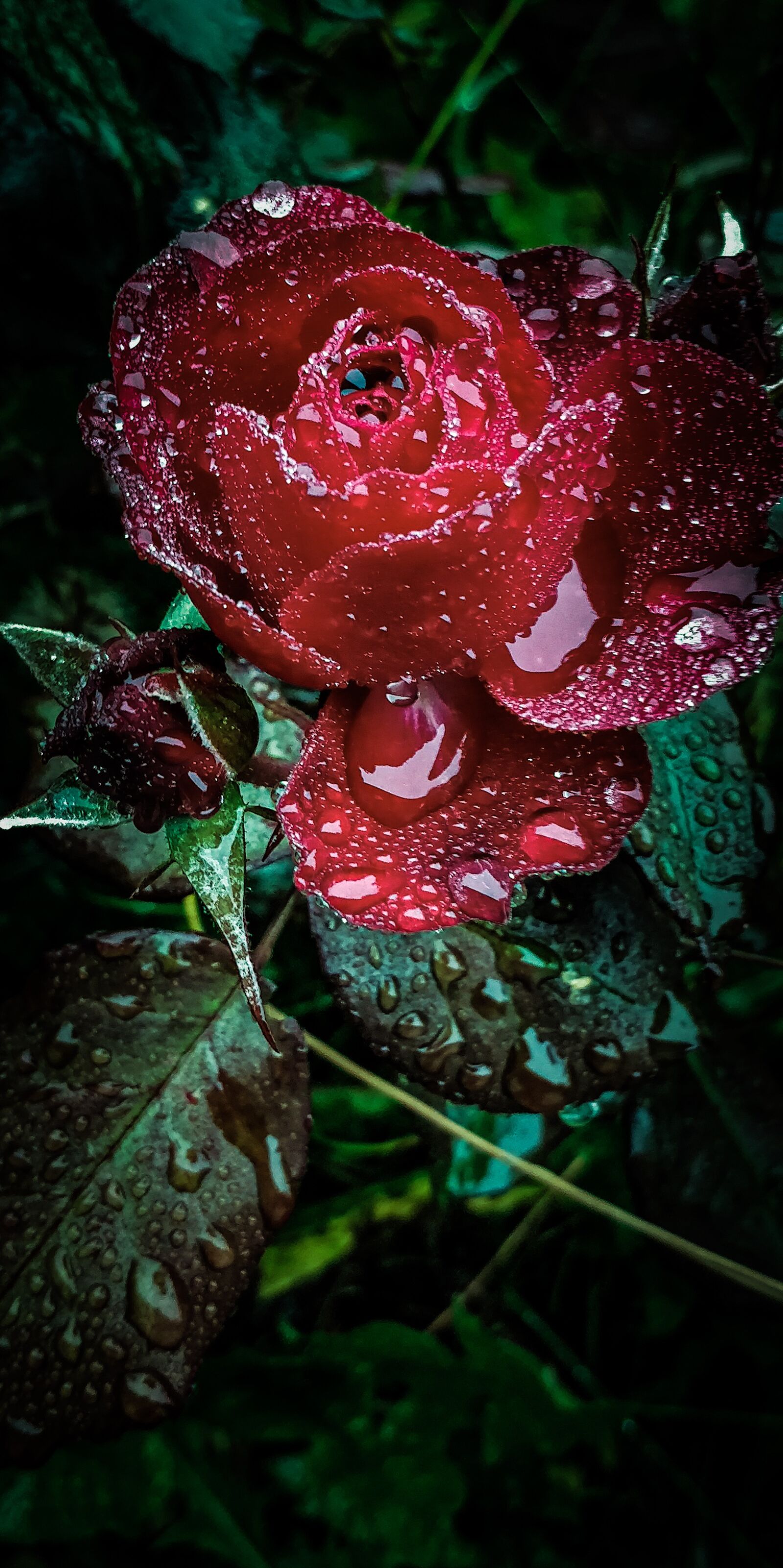 OnePlus 5T sample photo. Rose, rain, raindrops photography
