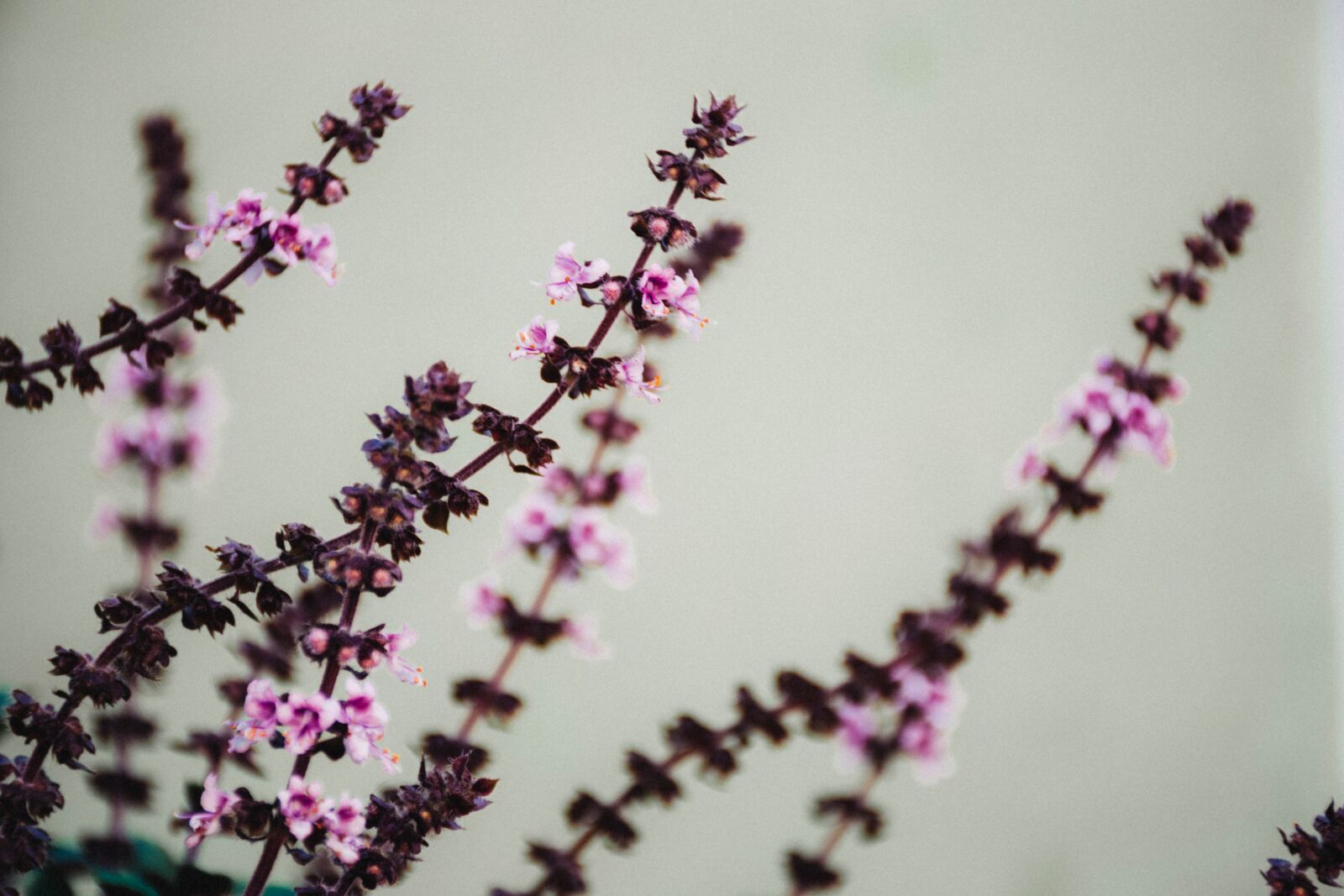 Nikon D7200 sample photo. Plant, shrub, flower photography