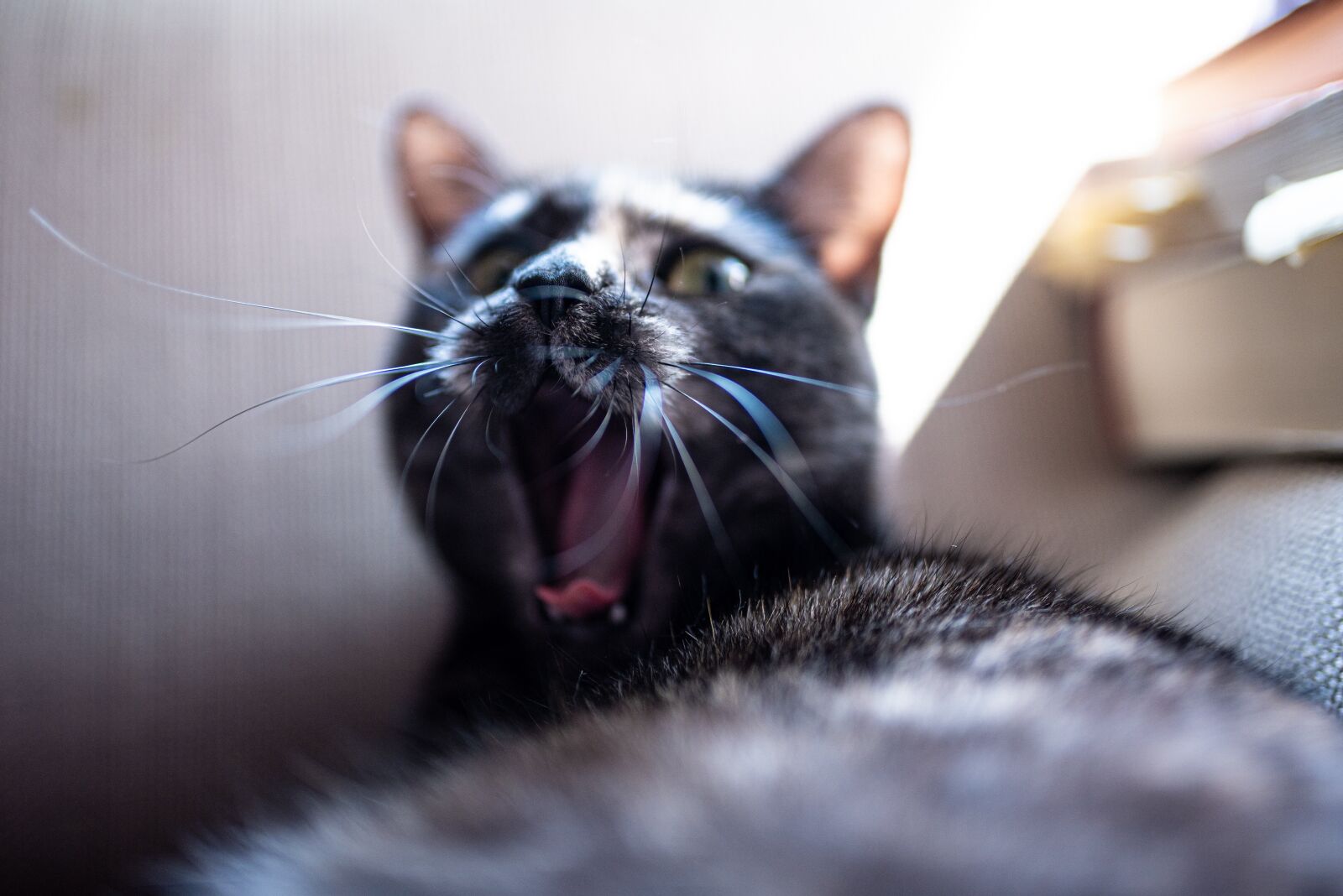Nikon D750 sample photo. Cat, wild, sweet photography