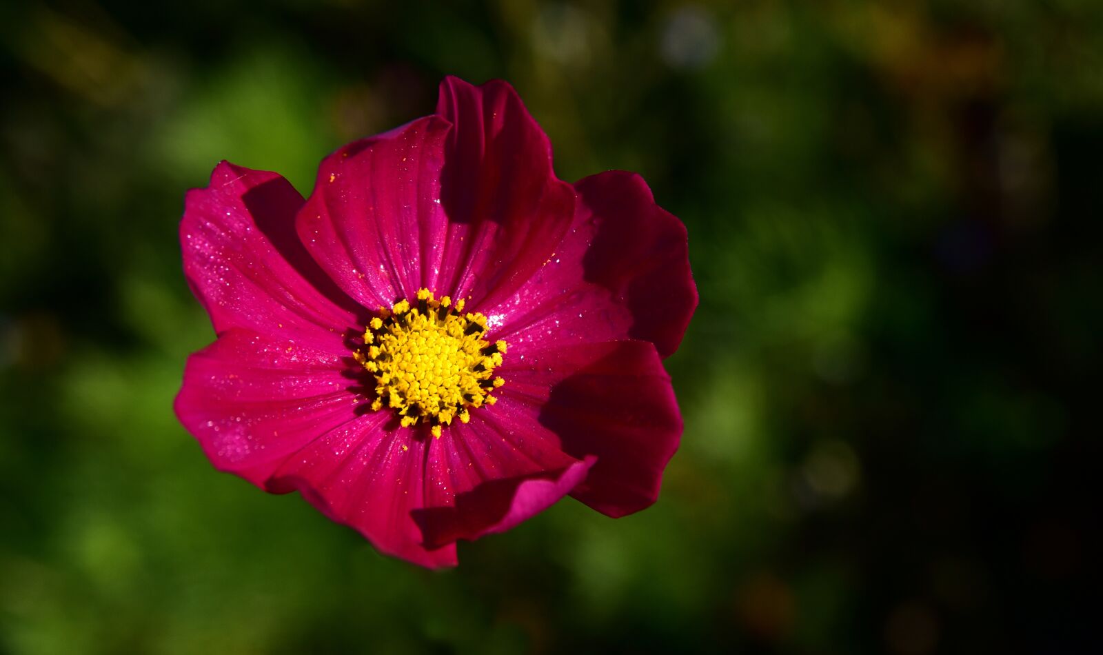 Nikon D750 sample photo. Cosmea, cosmos, blossom photography