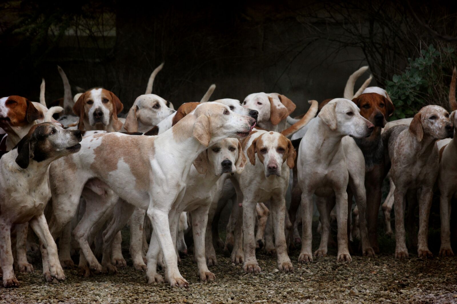 Canon EOS 40D sample photo. Dog, herd, canine photography