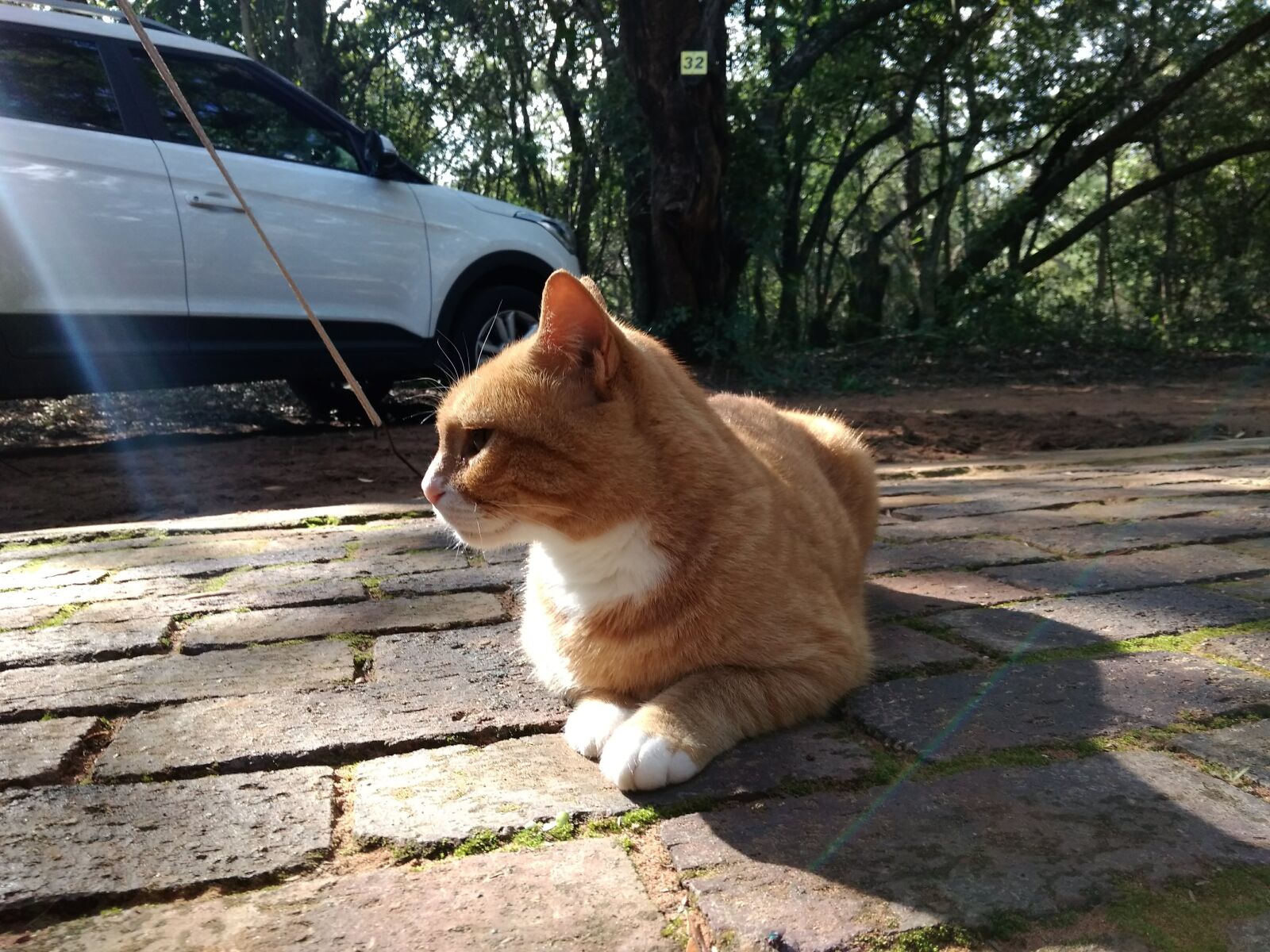 Xiaomi Redmi 4A sample photo. Cat, ginger, tabby photography