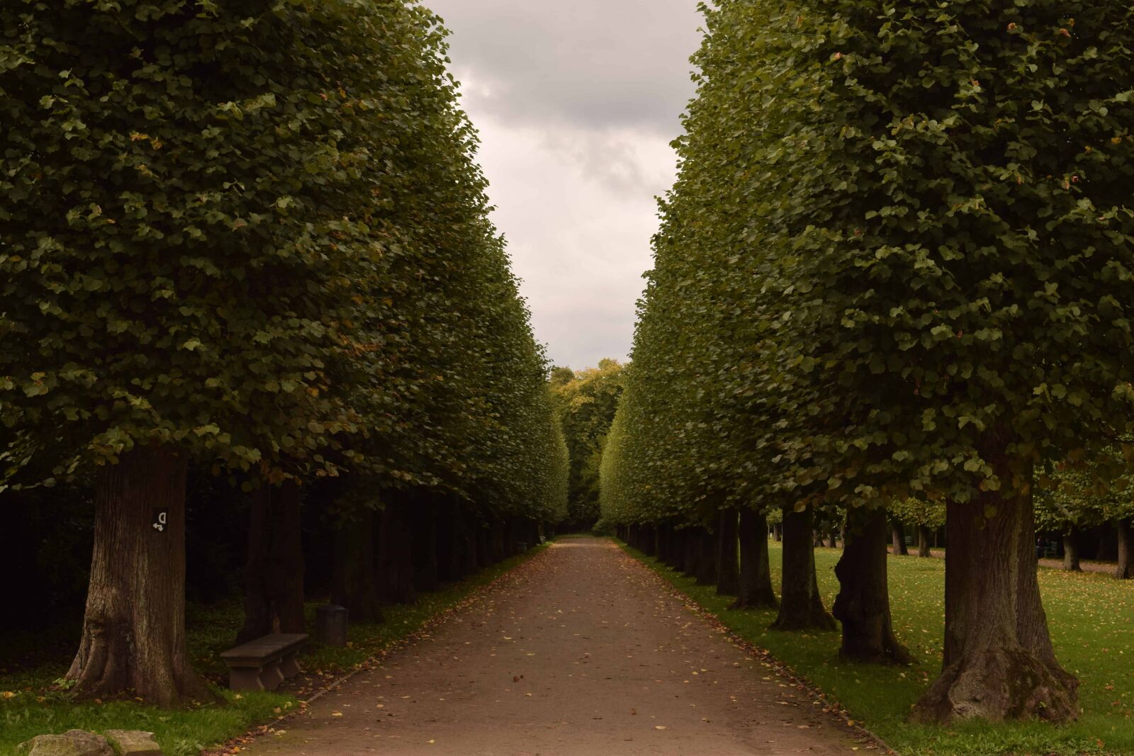 Nikon D3300 sample photo. Tree, wood, landscape, path photography