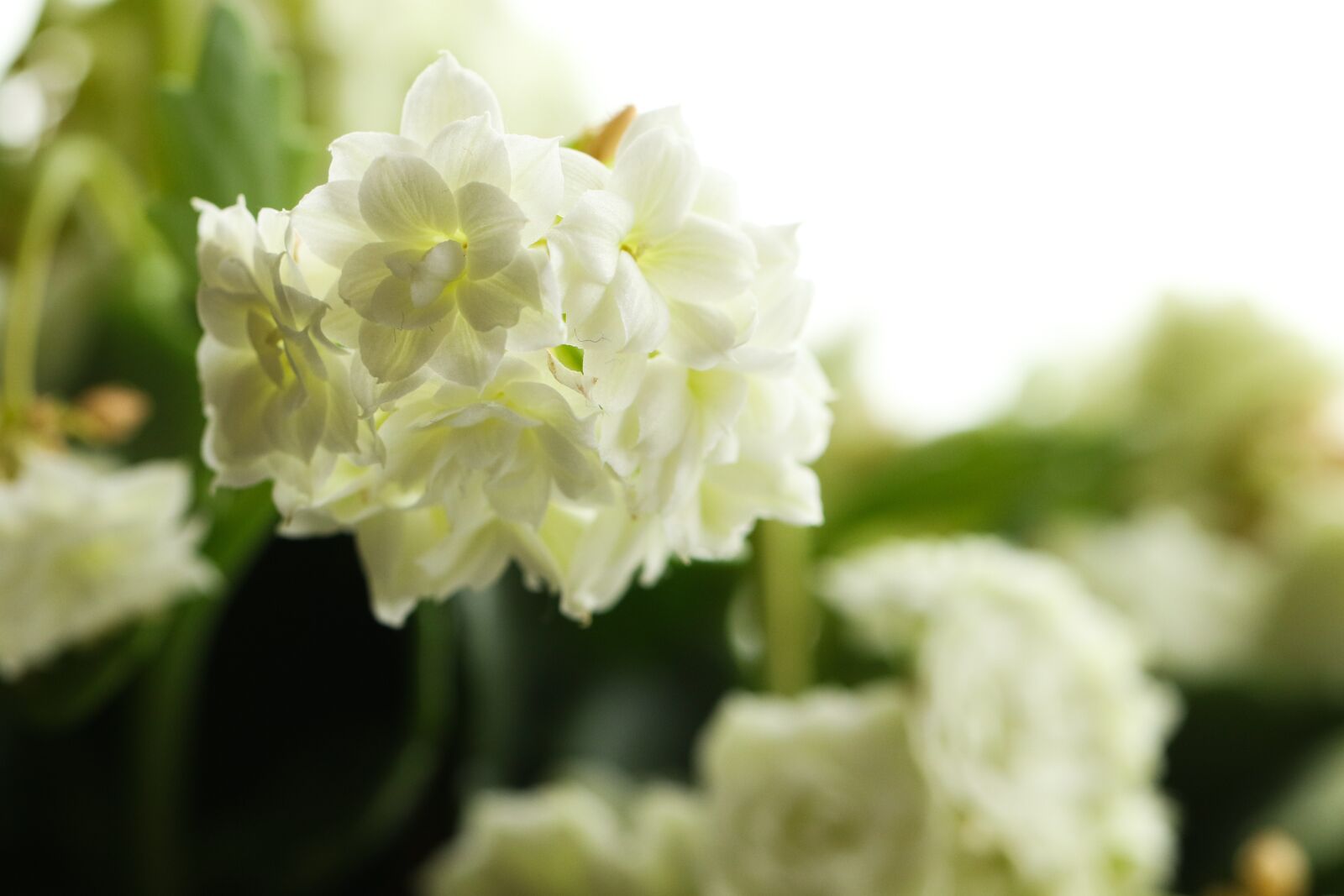 Canon EF 100mm F2.8L Macro IS USM sample photo. Flower, indoor, plant photography
