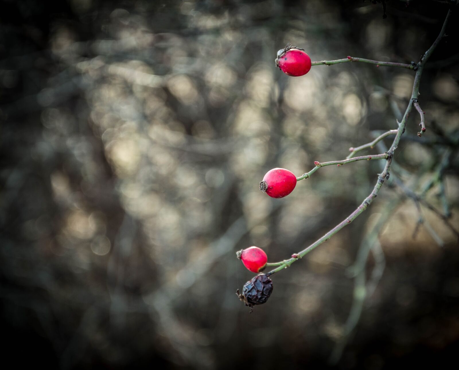 Nikon D3200 sample photo. Red, berry, rosehips photography