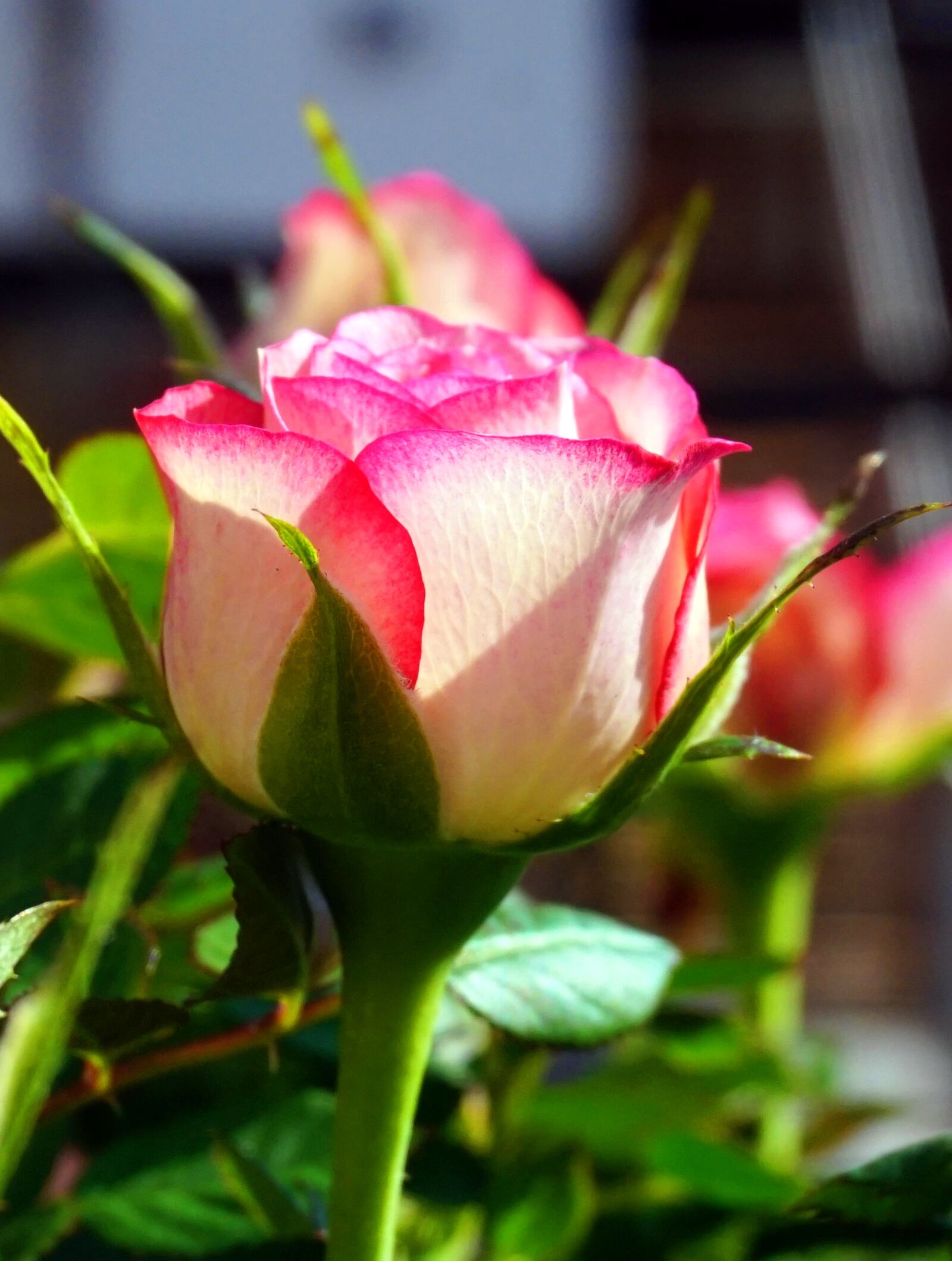 Sony E 16-50mm F3.5-5.6 PZ OSS sample photo. Rose, blossom, bloom photography