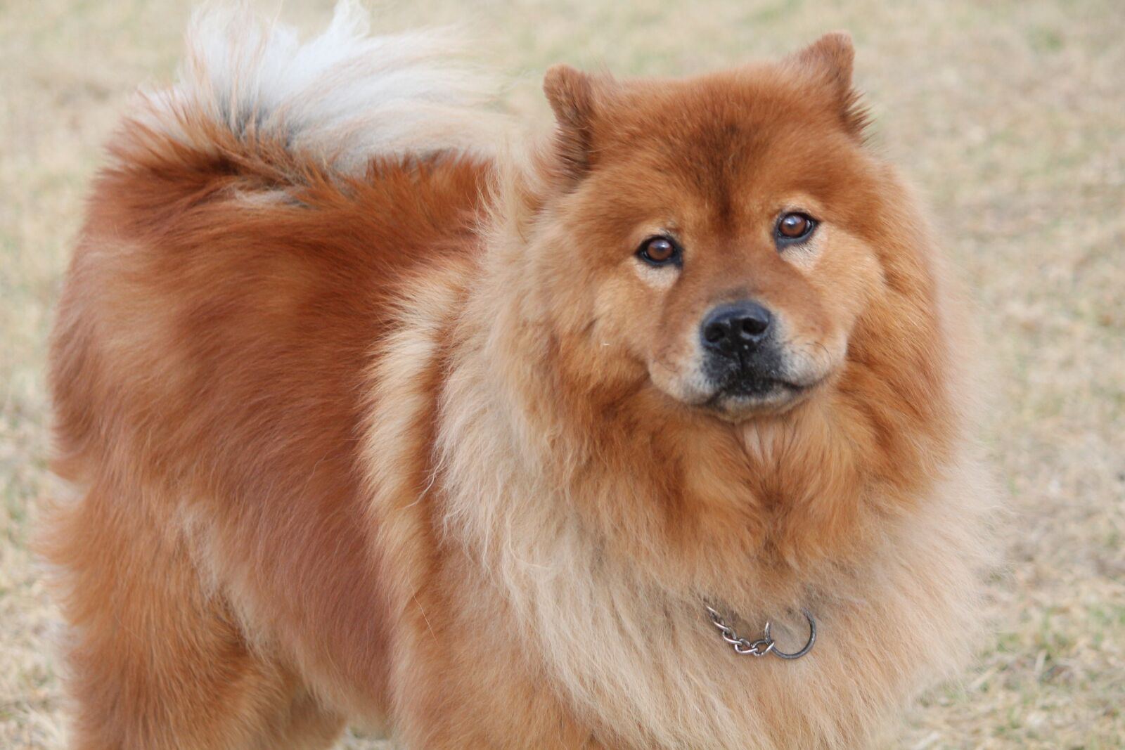 Canon EOS 1100D (EOS Rebel T3 / EOS Kiss X50) sample photo. Dog, chinese chow, fury photography
