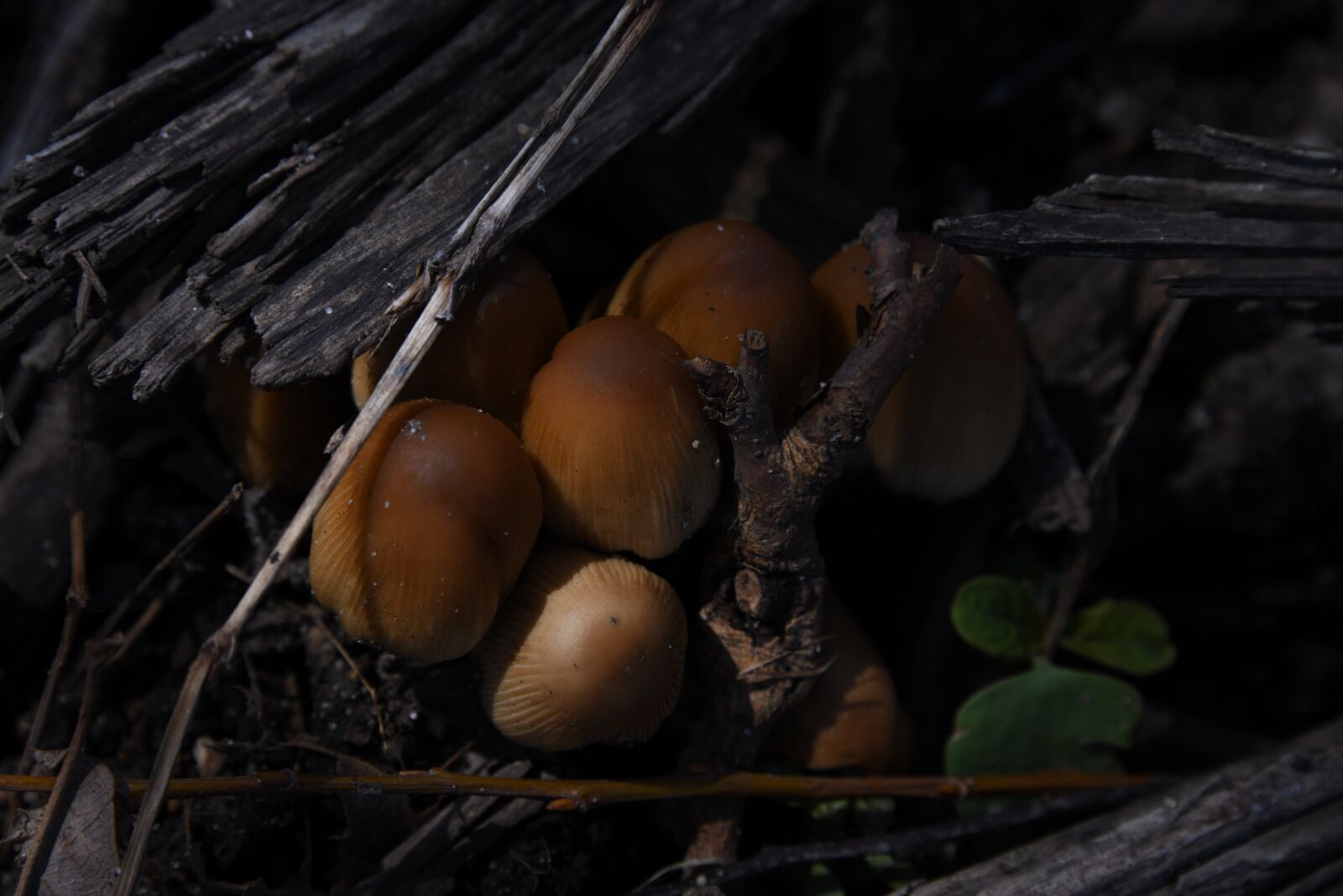Nikon D850 sample photo. Mushrooms, fungi, wonder photography