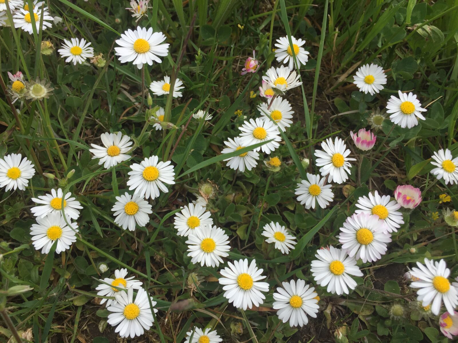 Apple iPhone 6 sample photo. Daisy, yellow, white photography