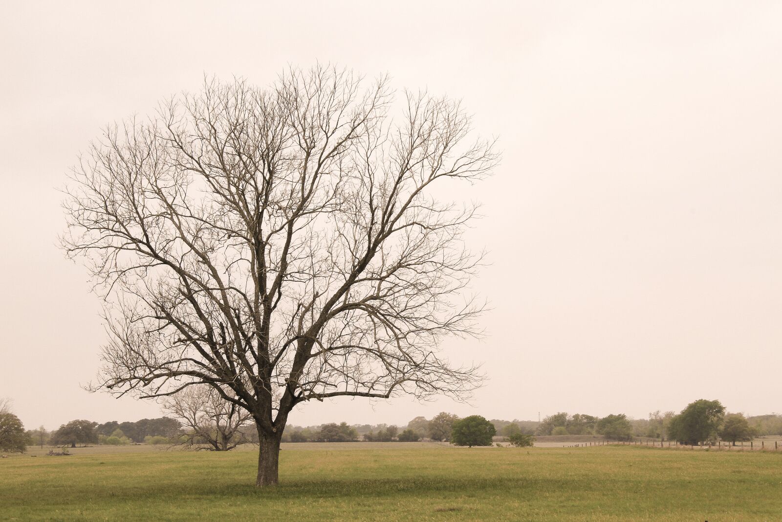 Canon EOS 7D sample photo. Tree, field, branch photography