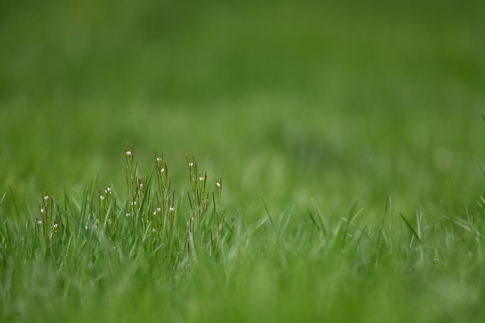 Nikon D850 sample photo. Flower, grass, nature photography