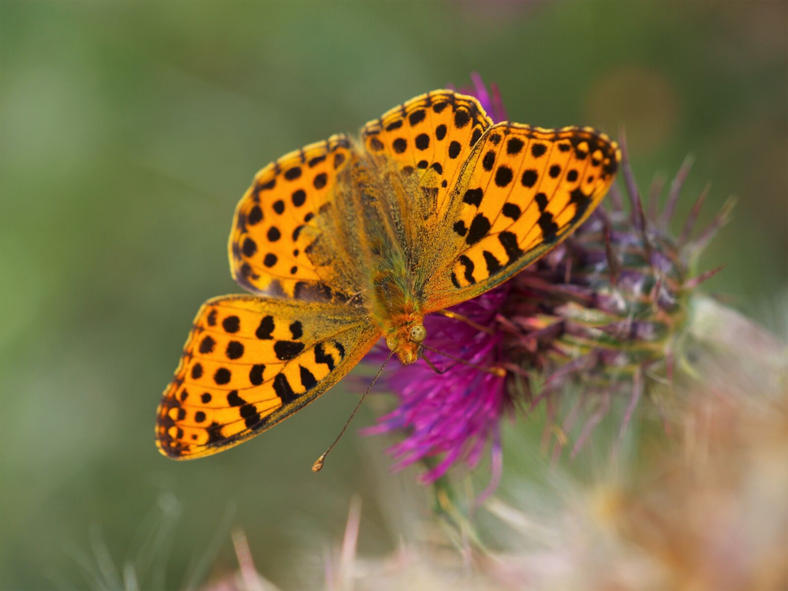 Olympus E-420 (EVOLT E-420) sample photo. Fritillary, butterfly, insect photography