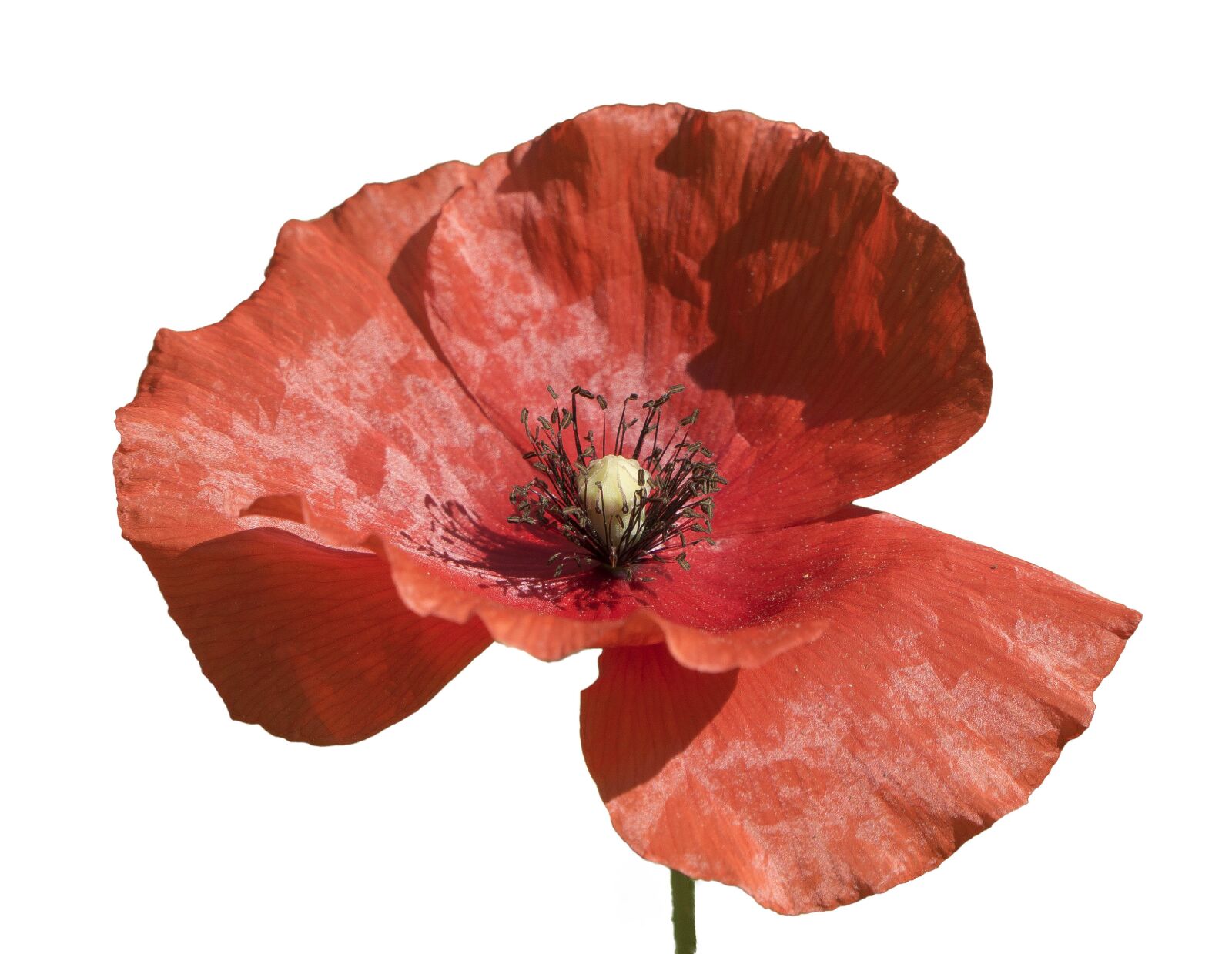 Sony a6000 + Sony E PZ 18-105mm F4 G OSS sample photo. Poppy, flower, red photography