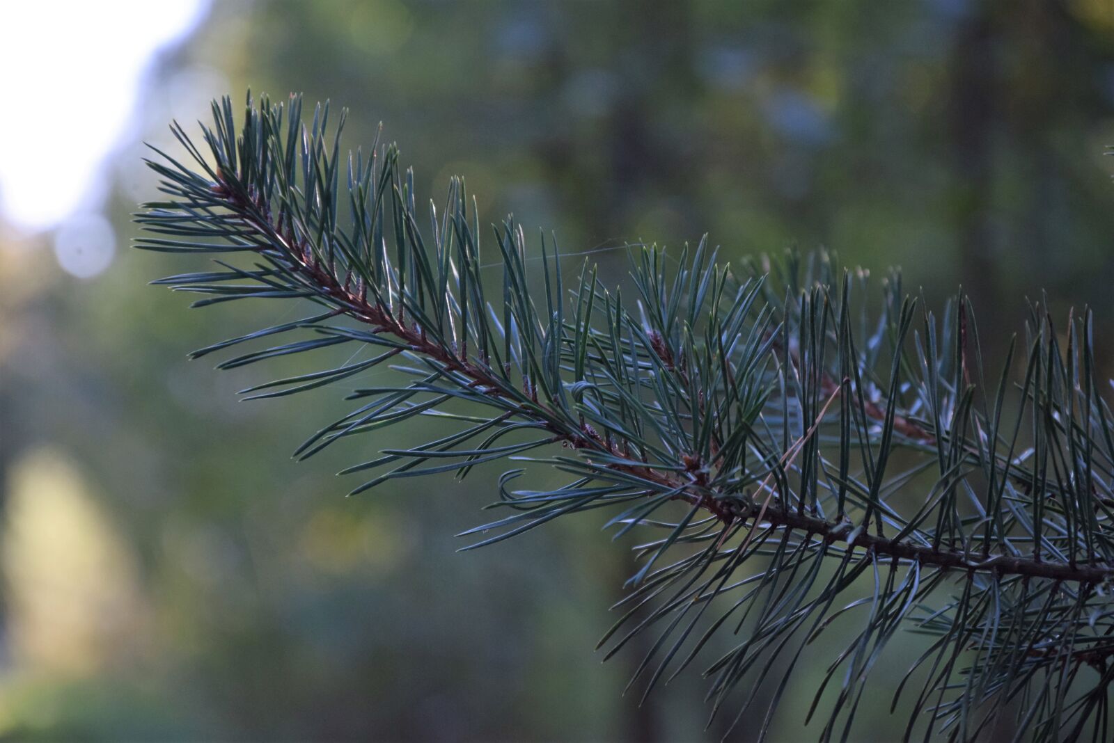 Nikon D5300 sample photo. Forest, nature, mood photography